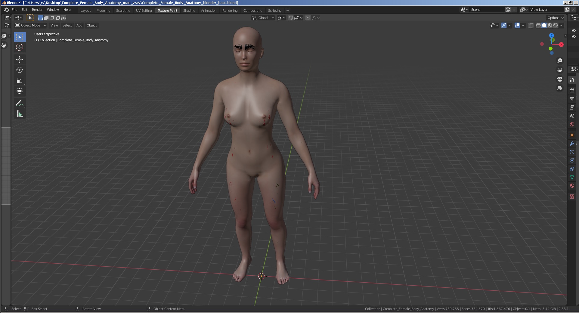 3D Complete Female Body Anatomy model