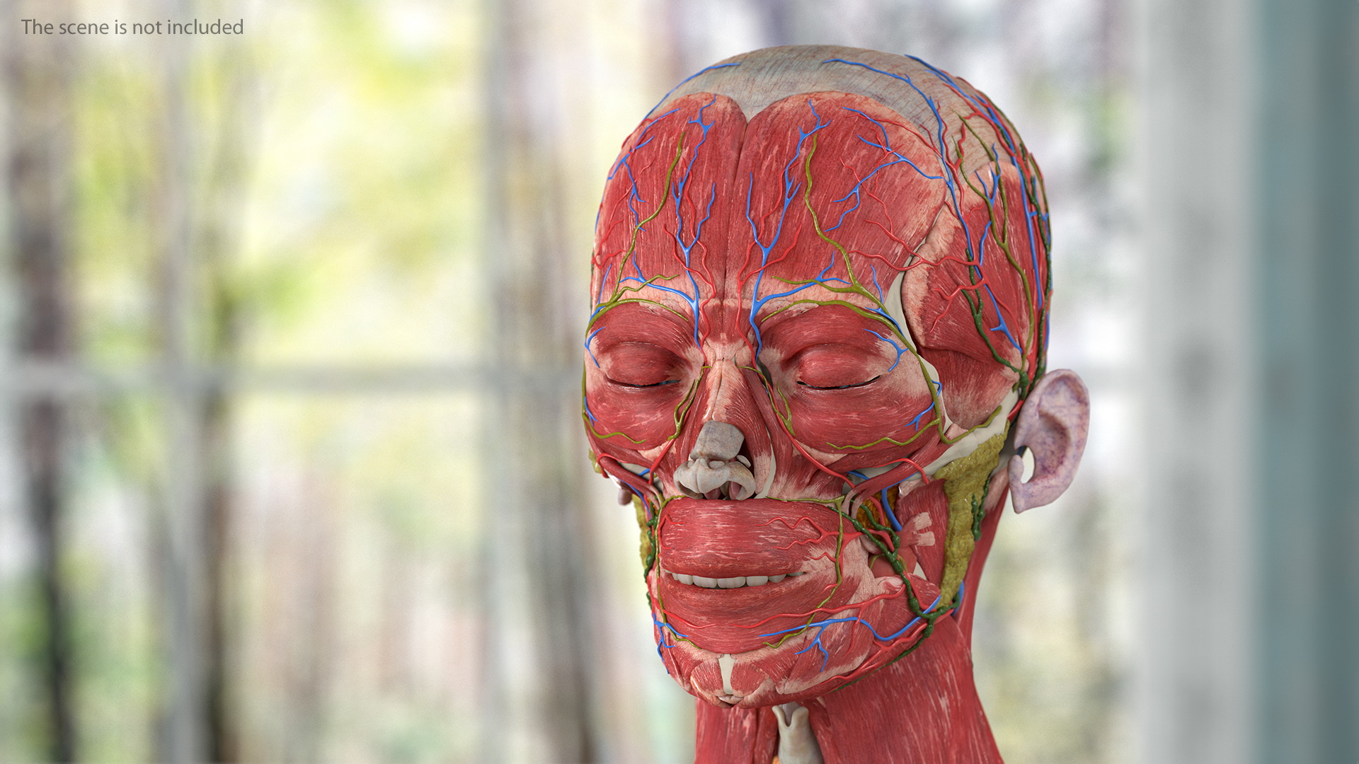 3D Complete Female Body Anatomy model