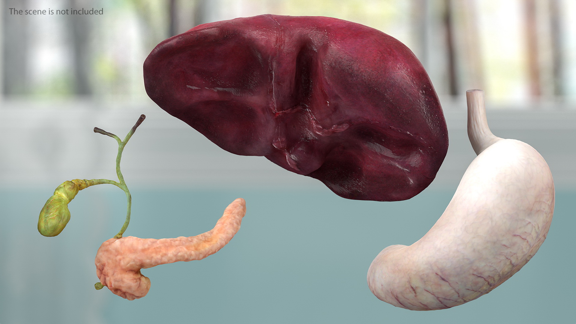 3D Complete Female Body Anatomy model