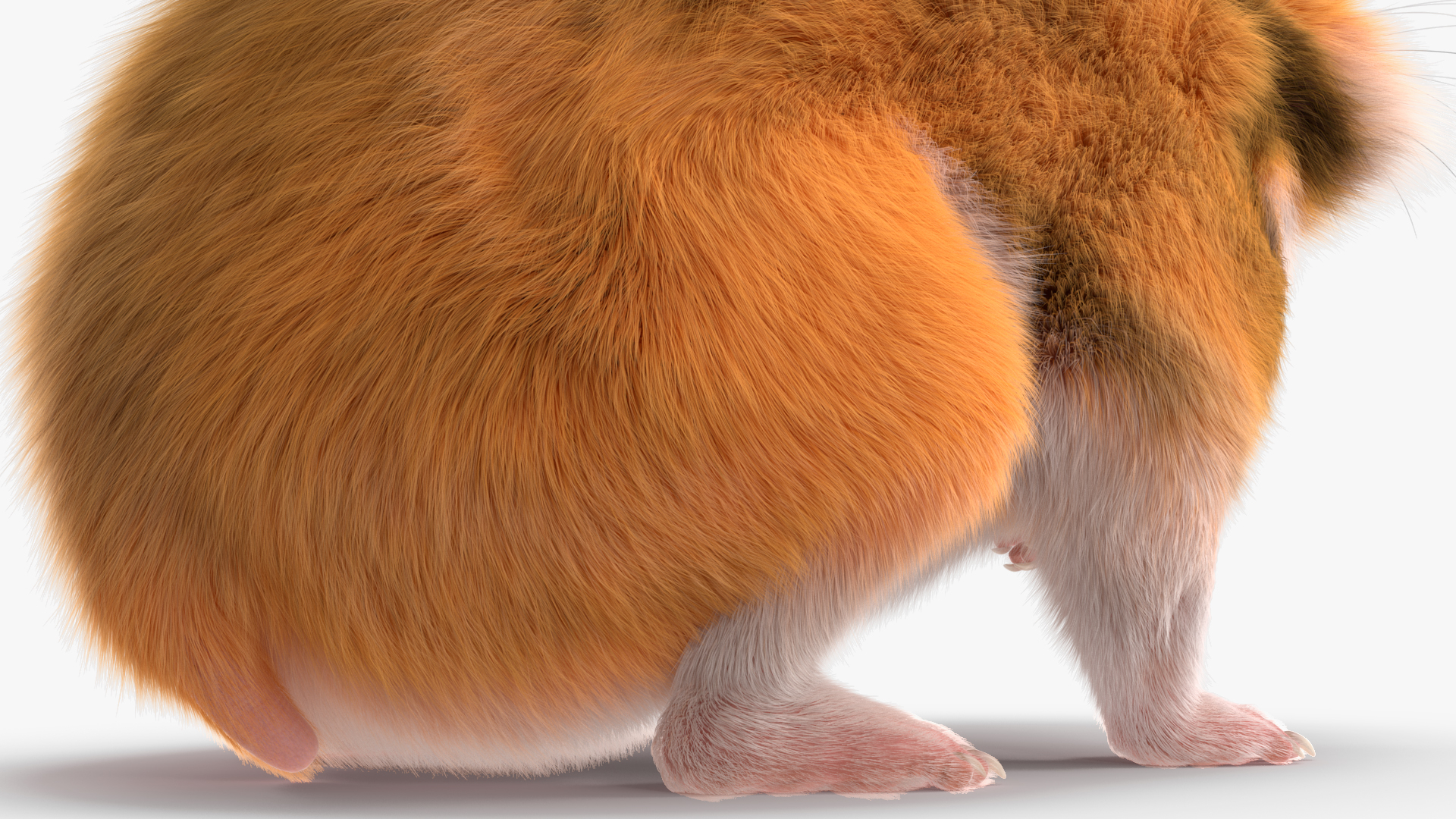 Short Haired Golden Hamster 3D