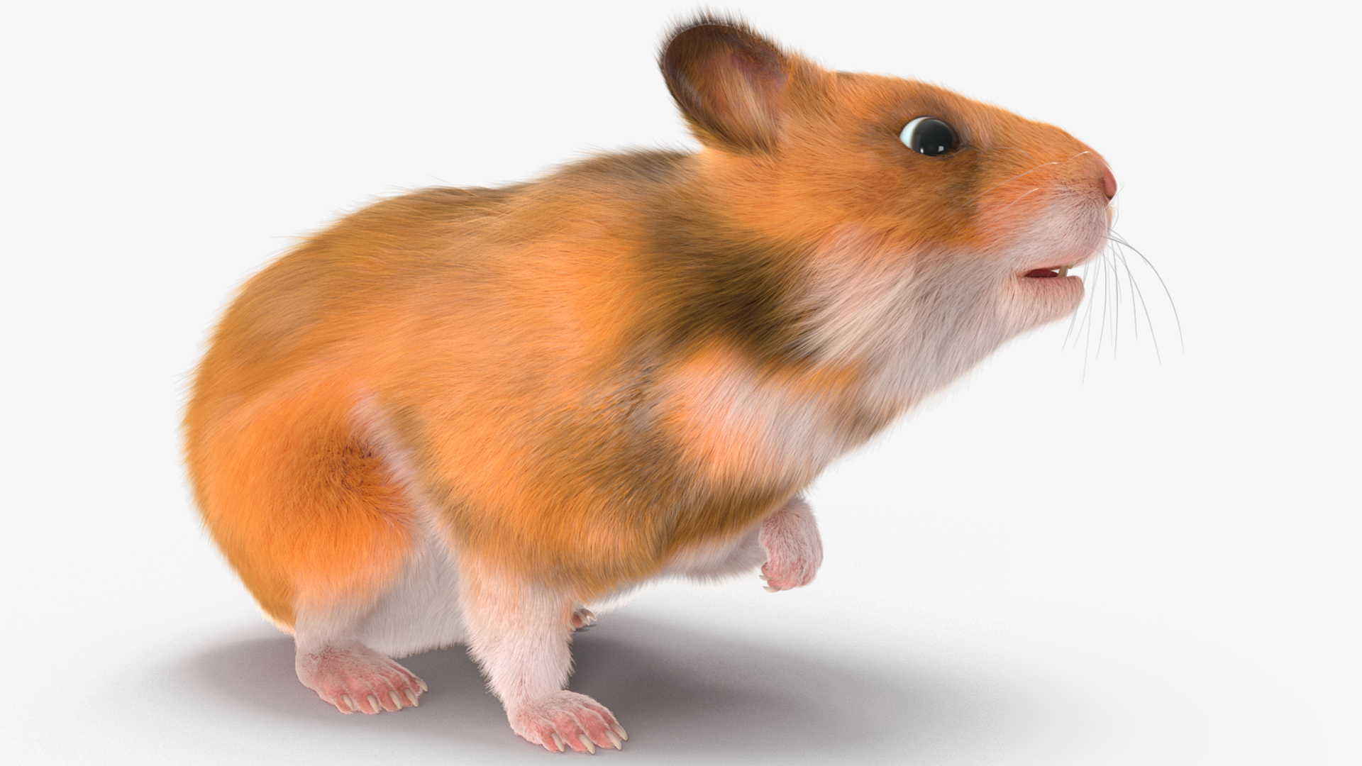 Short Haired Golden Hamster 3D