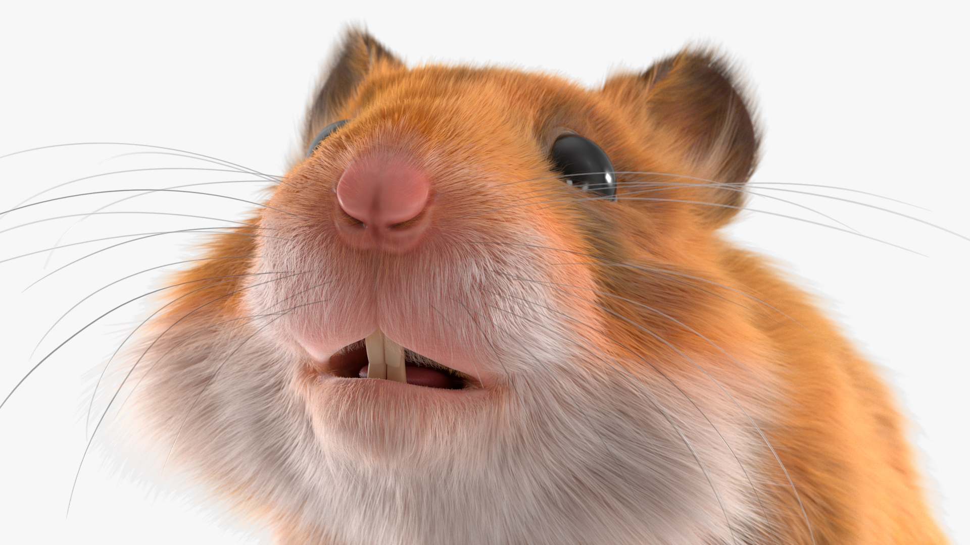 Short Haired Golden Hamster 3D