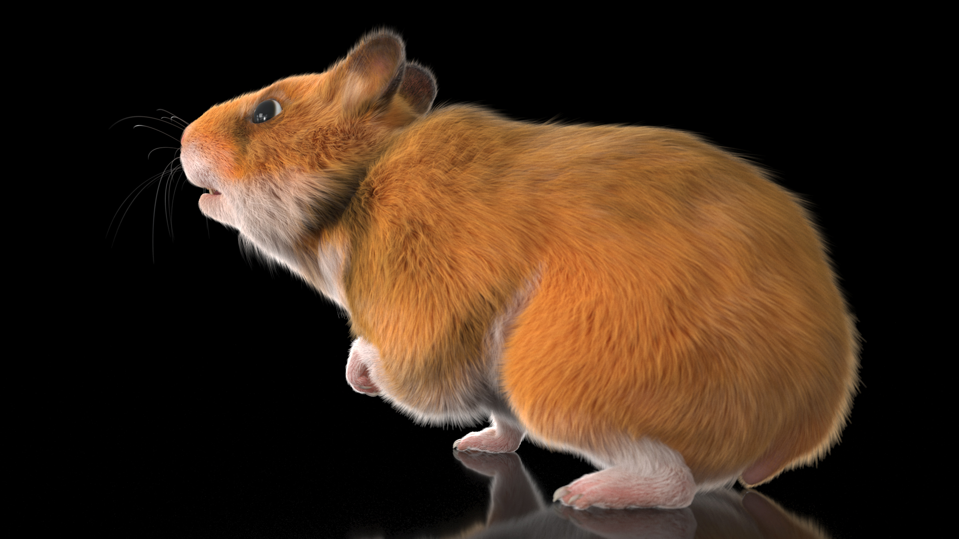 Short Haired Golden Hamster 3D
