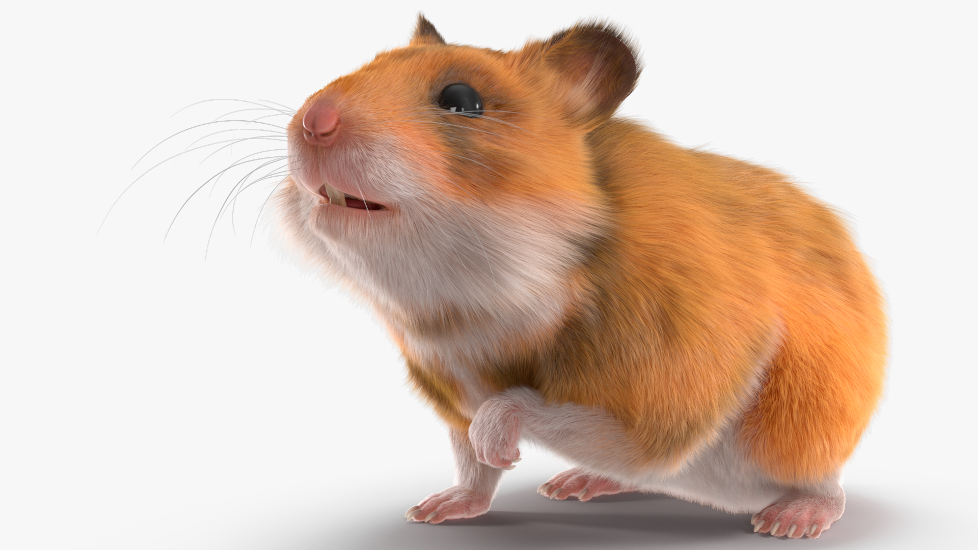 Short Haired Golden Hamster 3D
