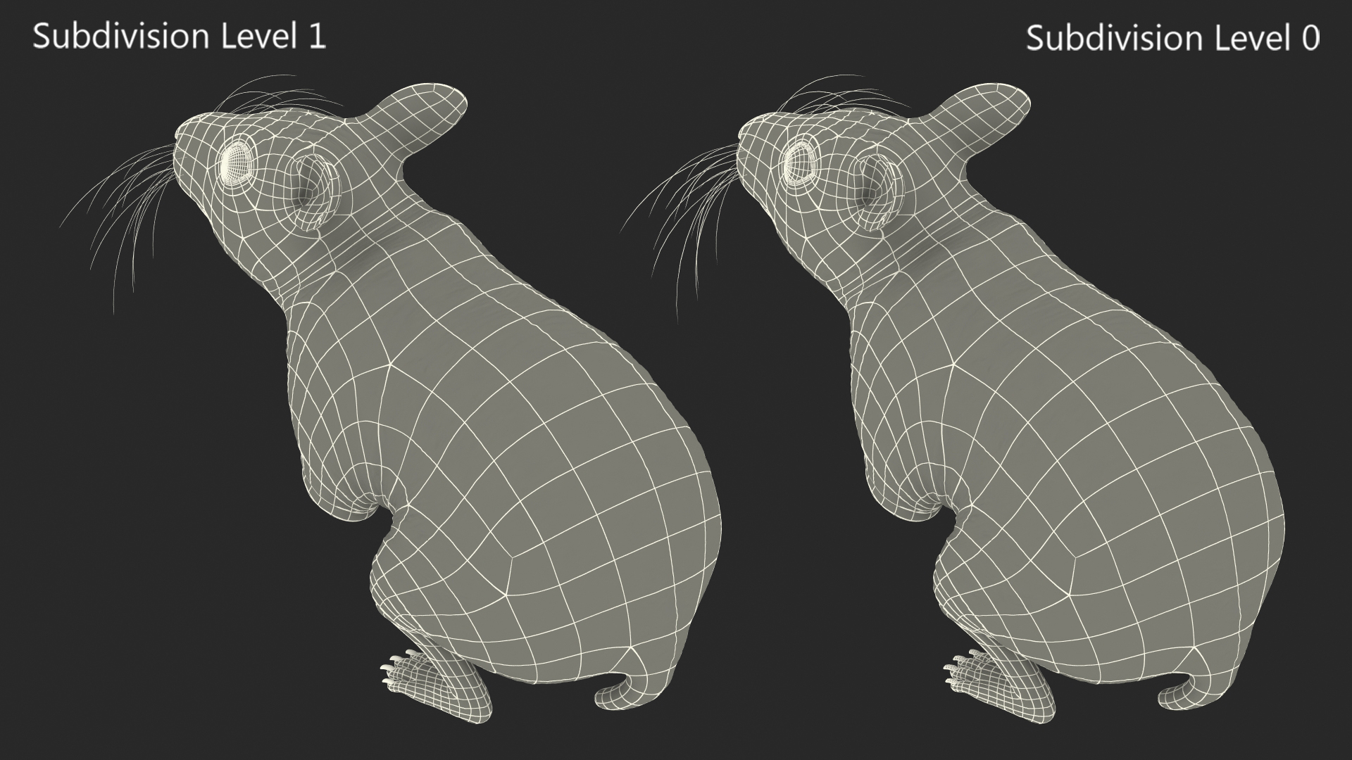 Short Haired Golden Hamster 3D