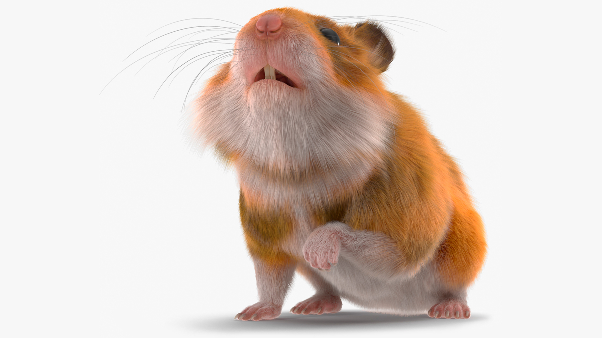 Short Haired Golden Hamster 3D