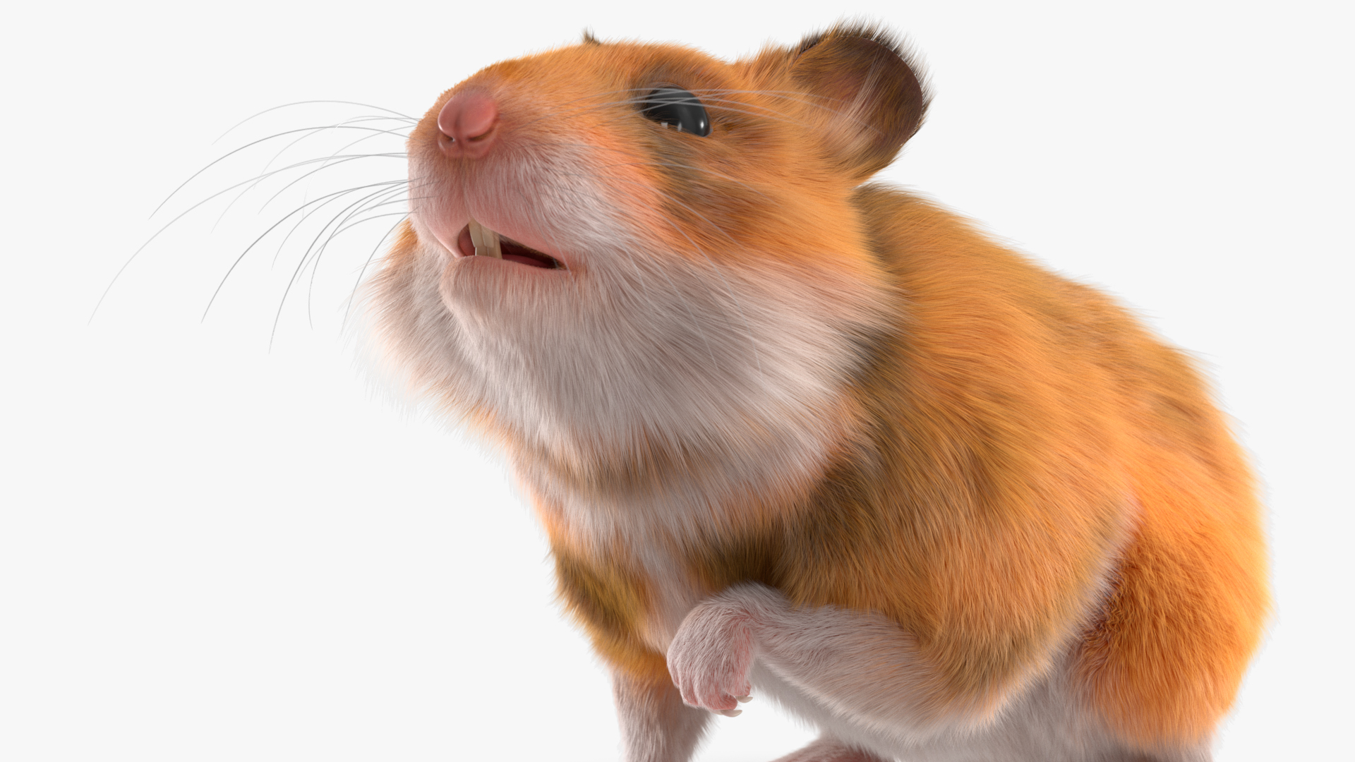 Short Haired Golden Hamster 3D