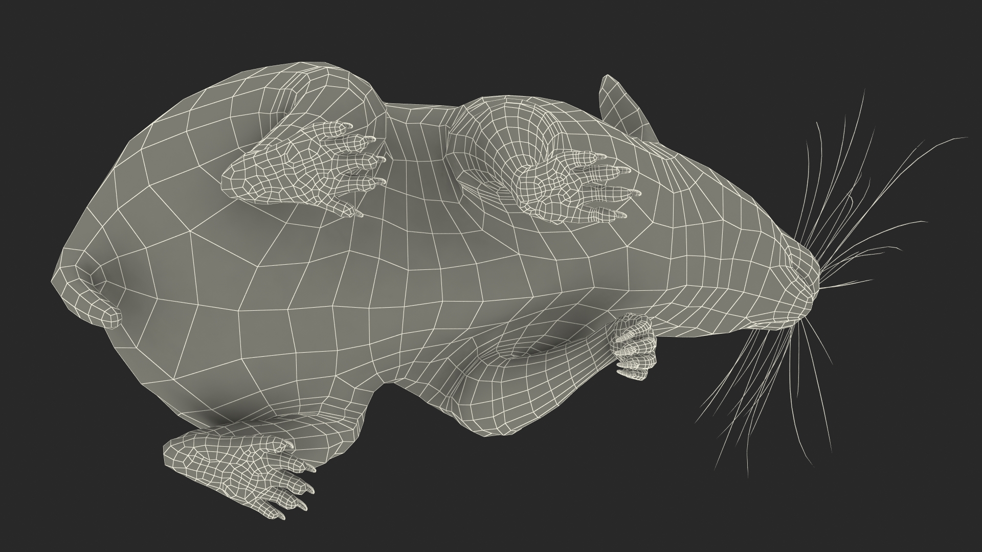 Short Haired Golden Hamster 3D