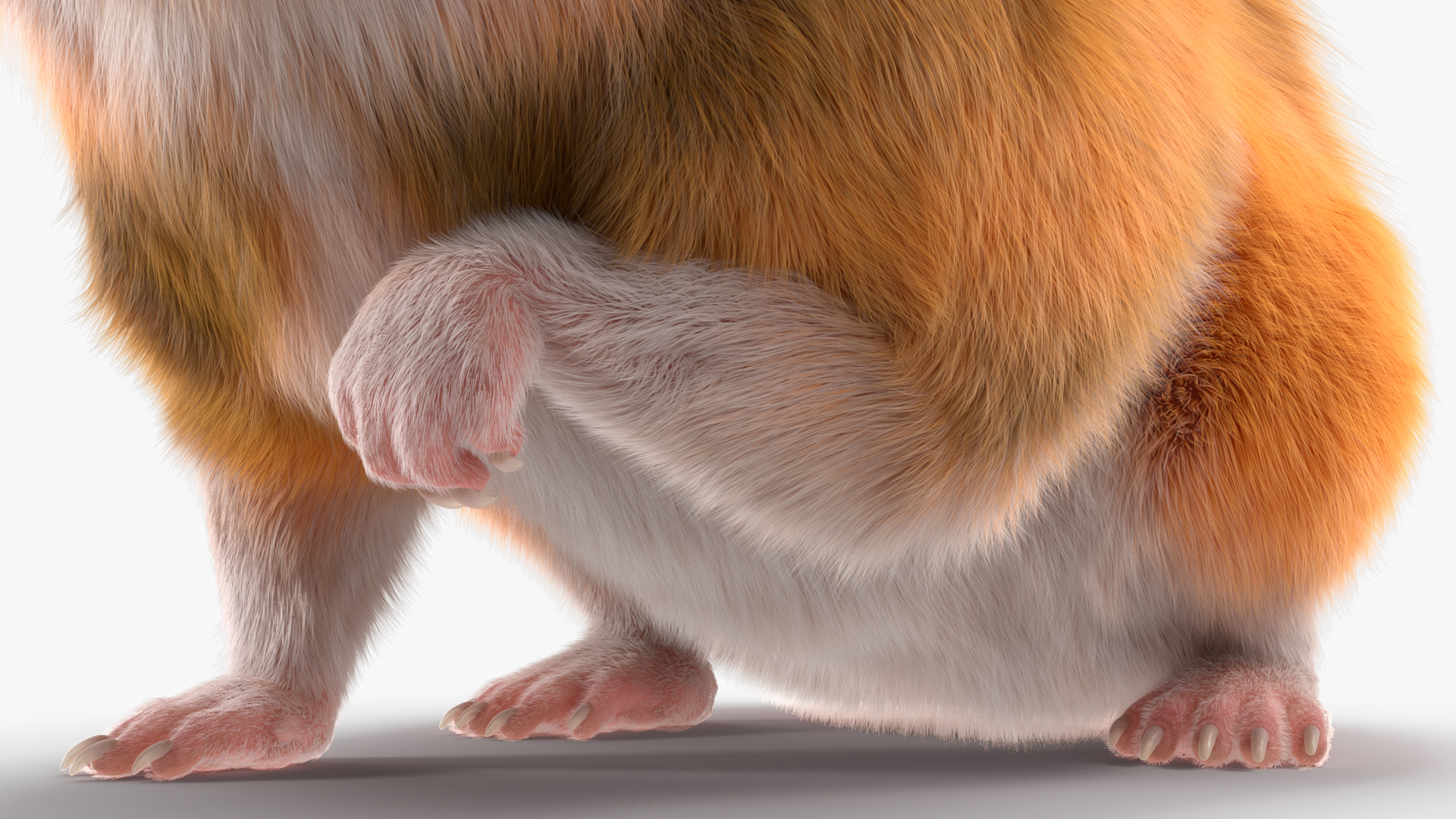 Short Haired Golden Hamster 3D