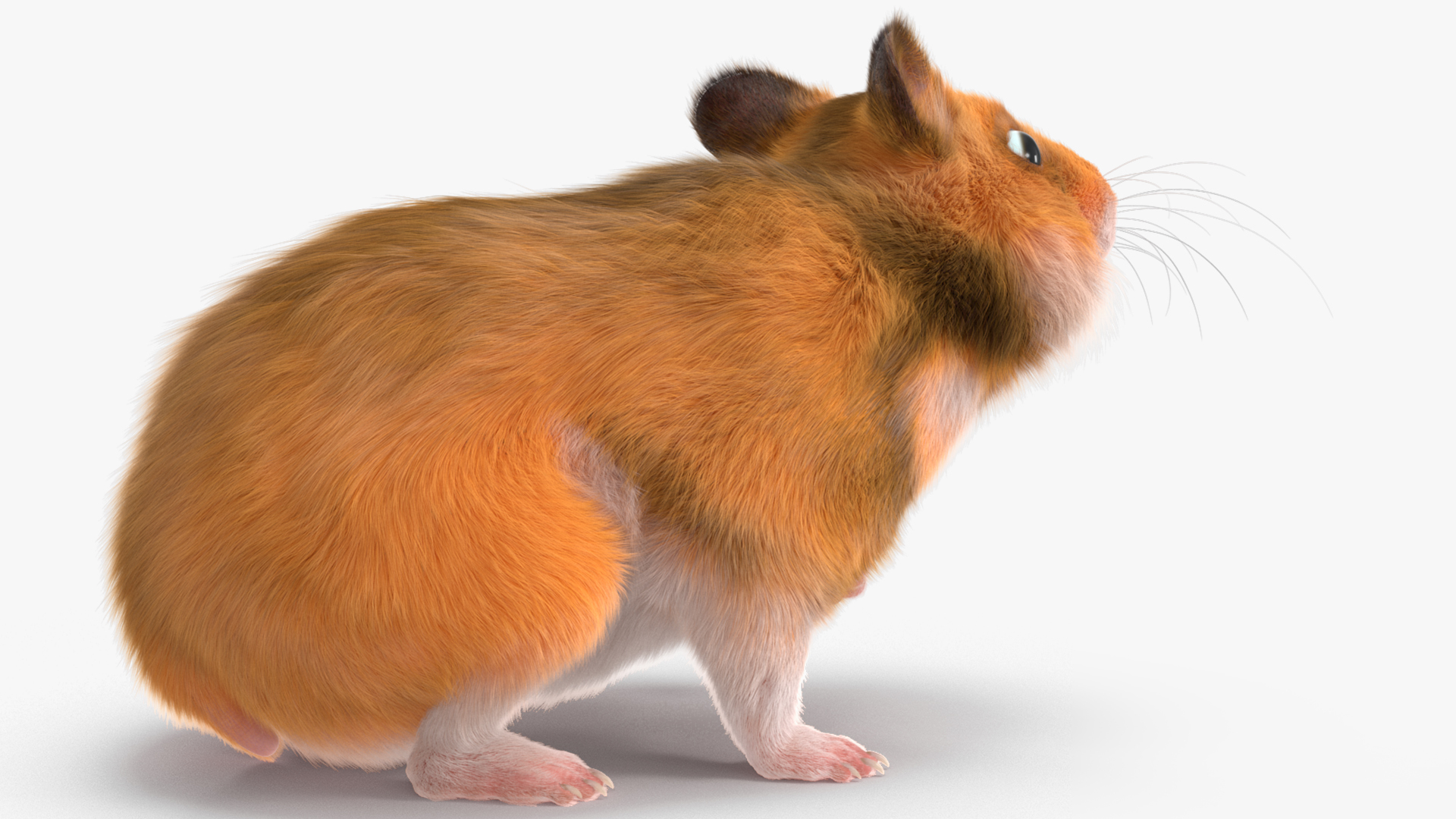 Short Haired Golden Hamster 3D