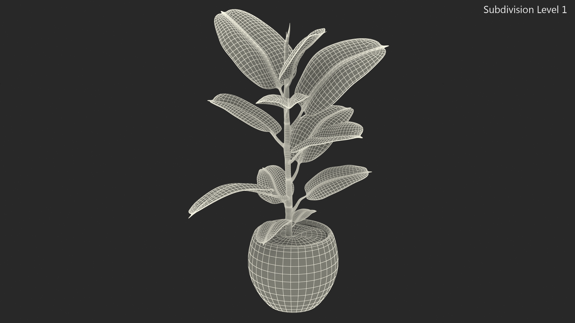 3D Ficus Elastica Variegata in Pot