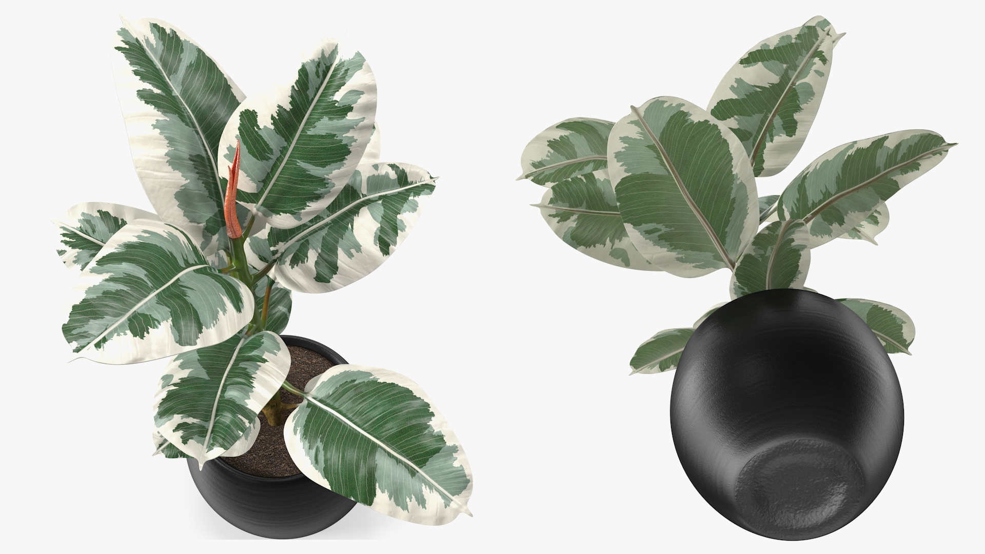 3D Ficus Elastica Variegata in Pot