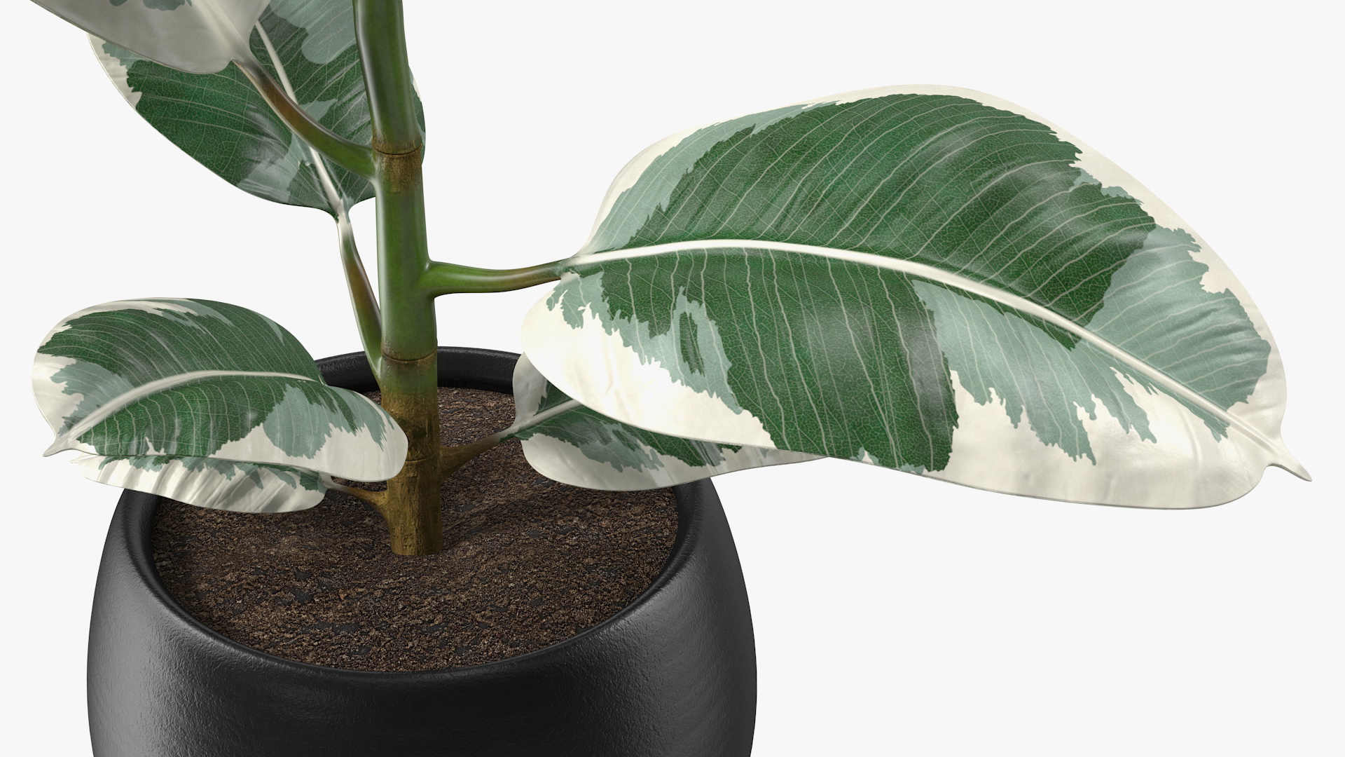3D Ficus Elastica Variegata in Pot