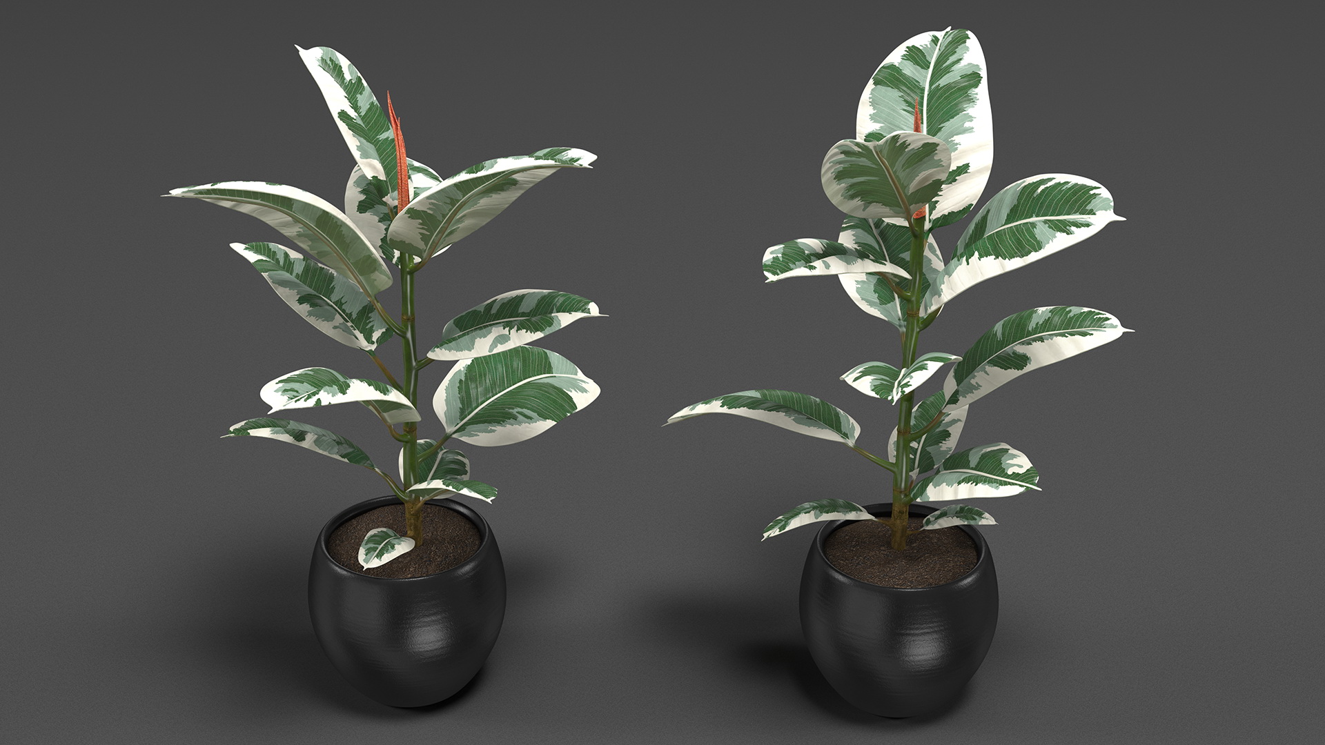 3D Ficus Elastica Variegata in Pot