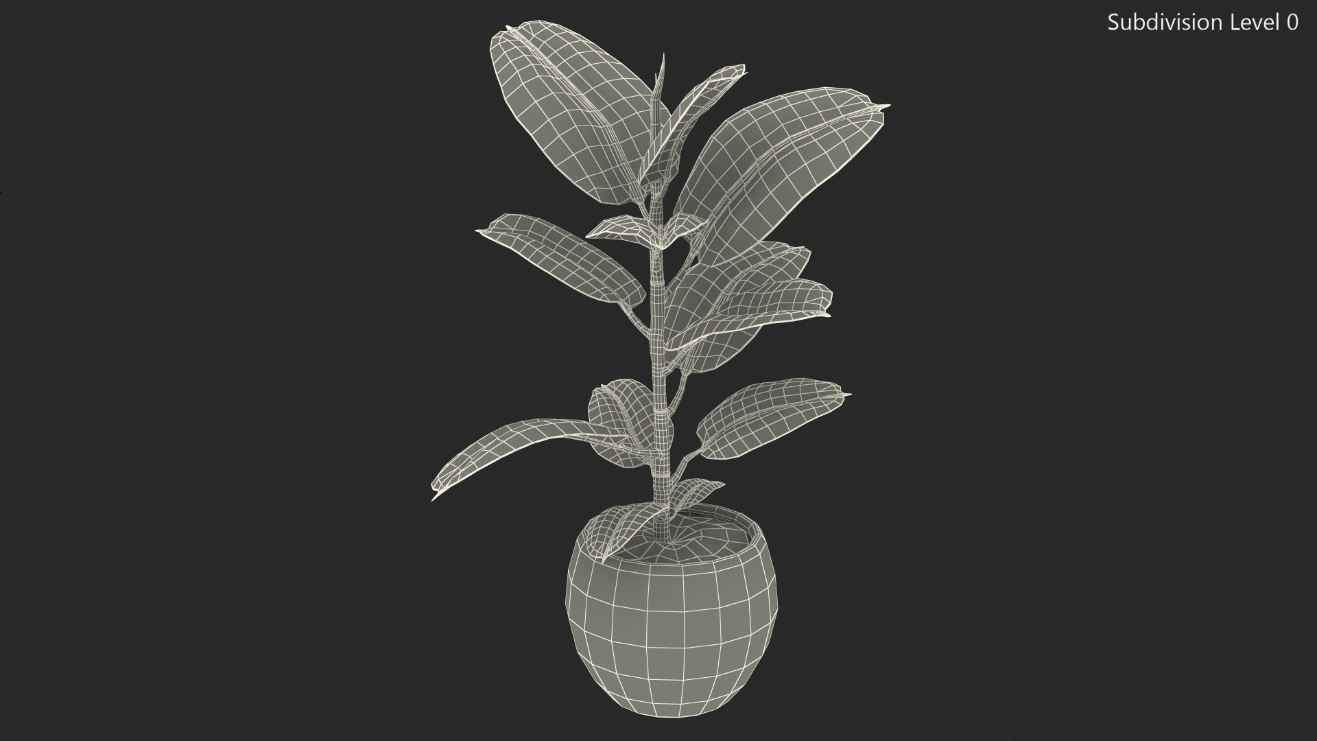 3D Ficus Elastica Variegata in Pot