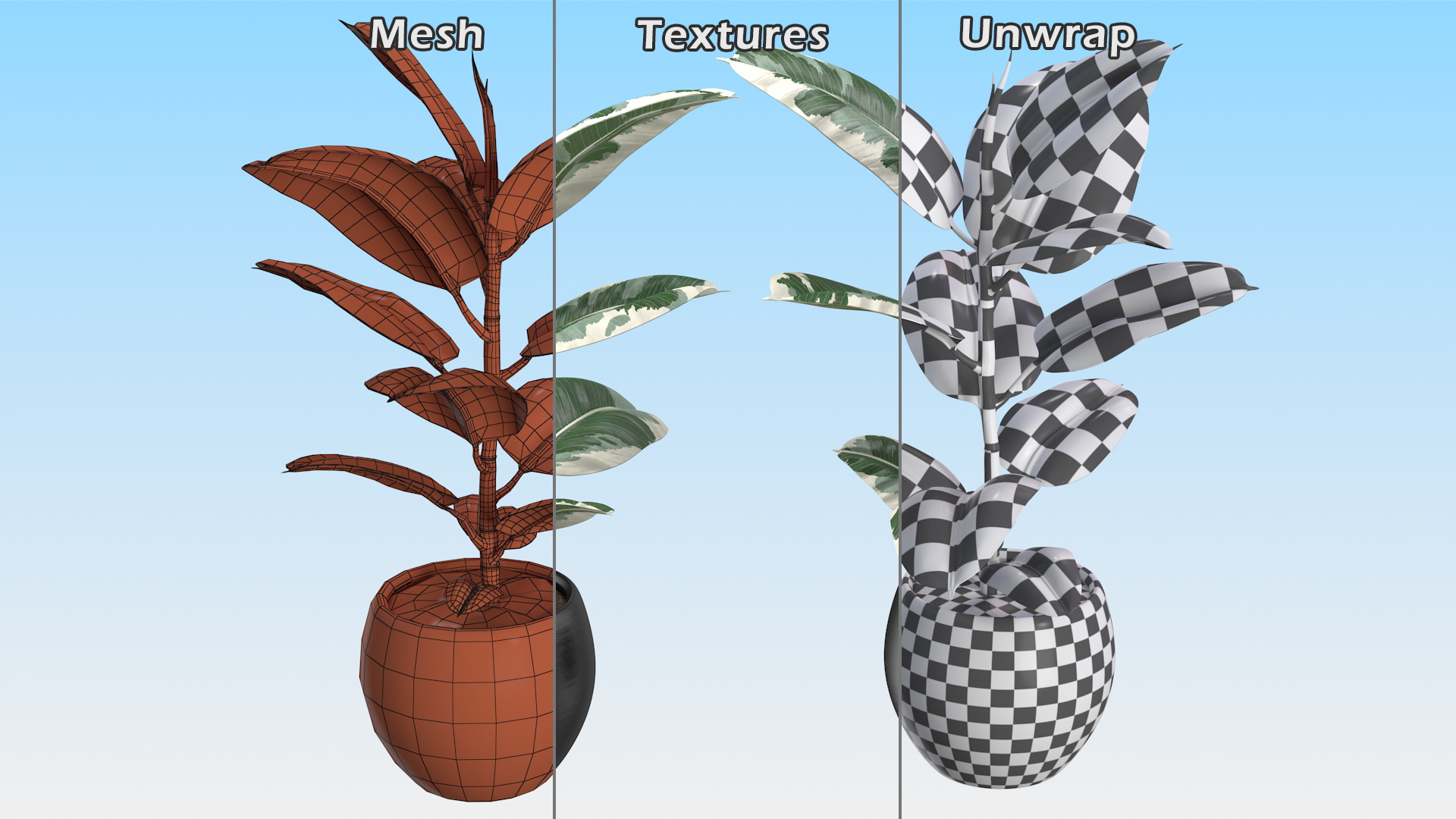 3D Ficus Elastica Variegata in Pot