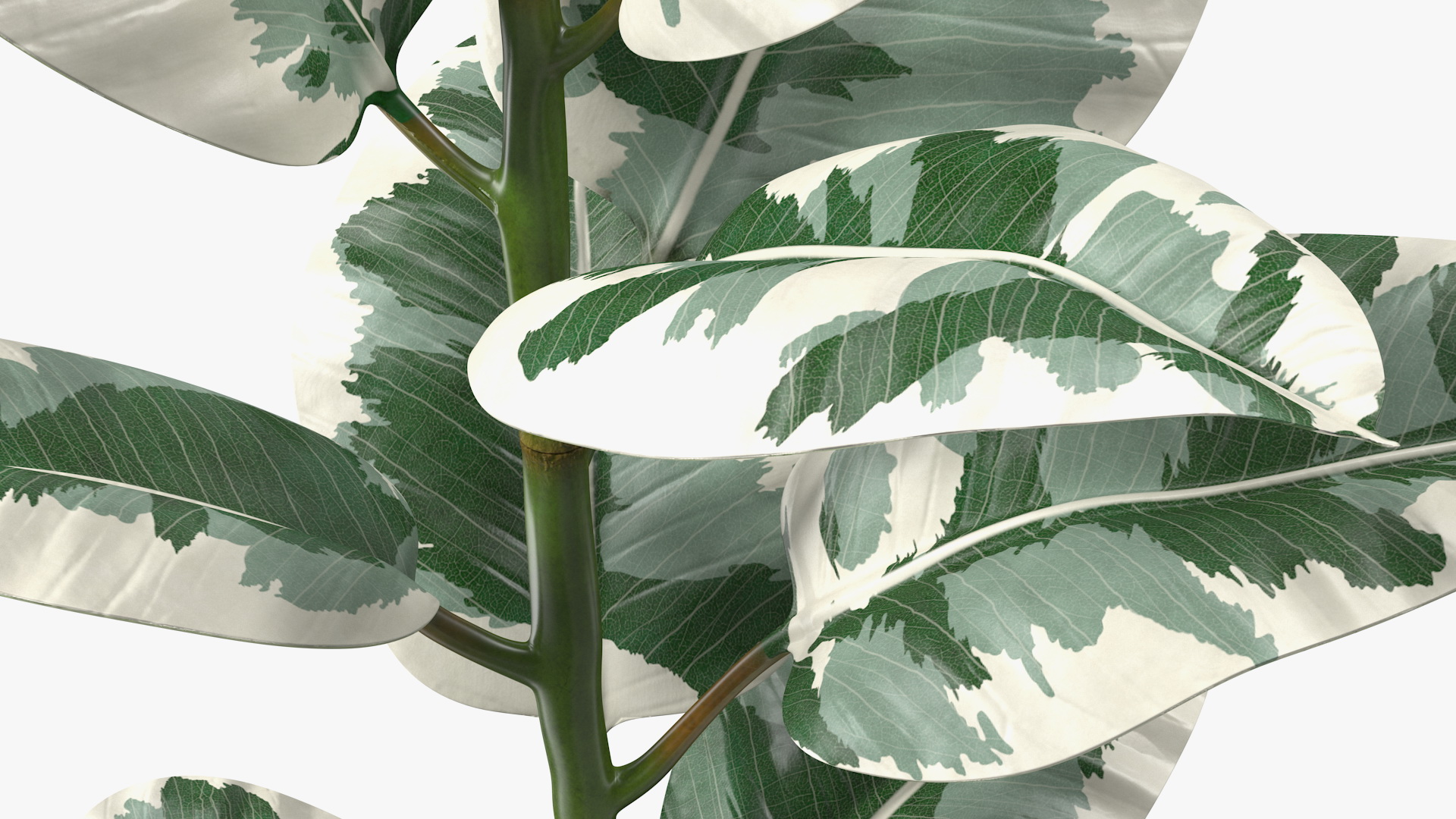 3D Ficus Elastica Variegata in Pot