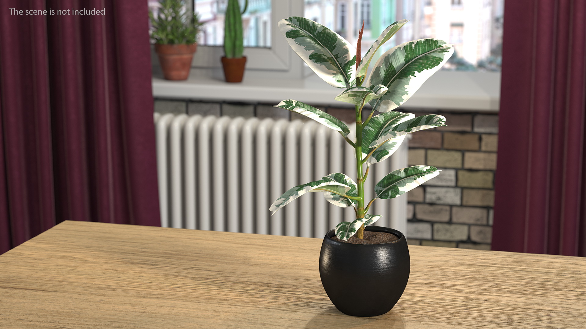 3D Ficus Elastica Variegata in Pot