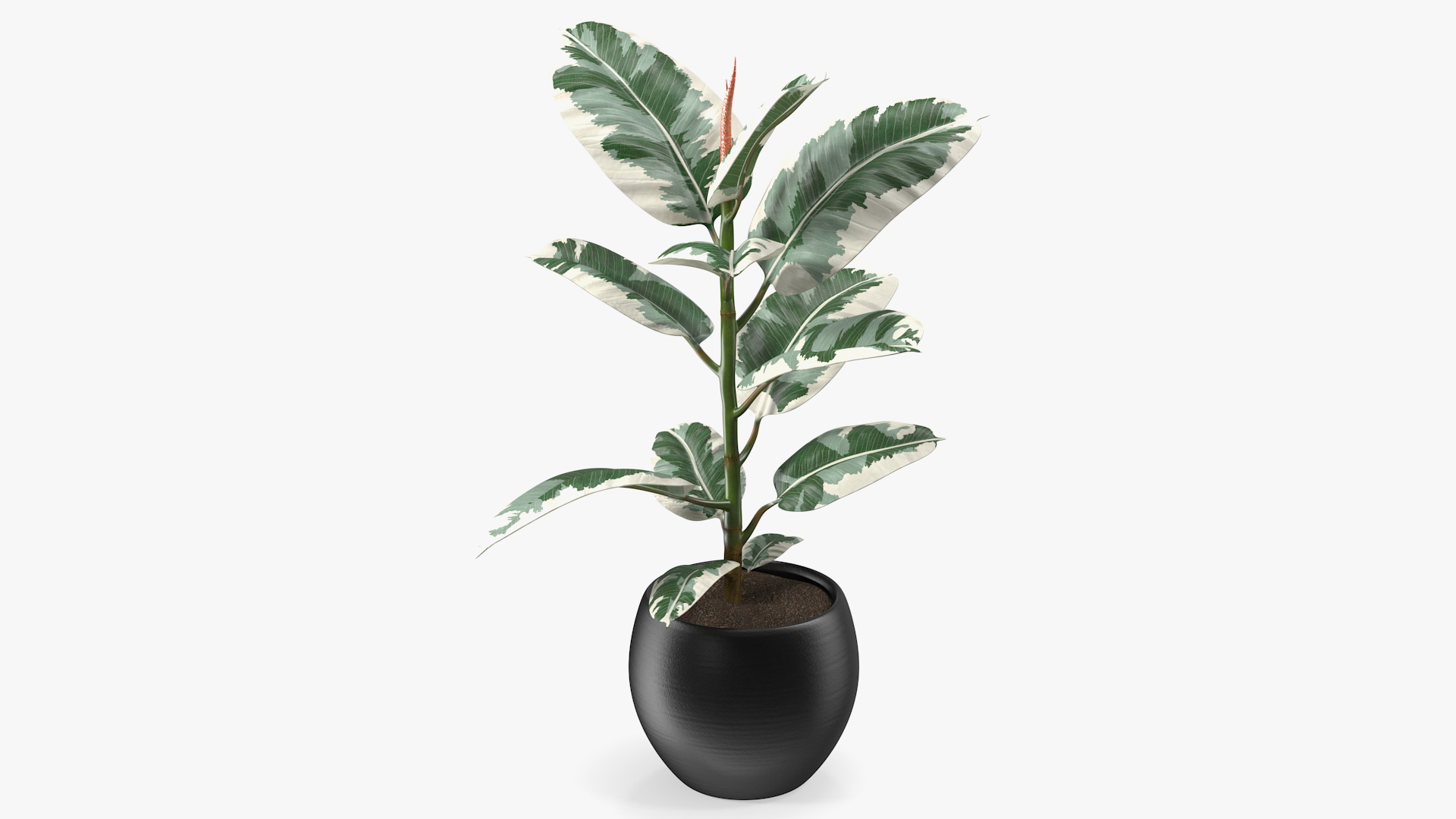 3D Ficus Elastica Variegata in Pot