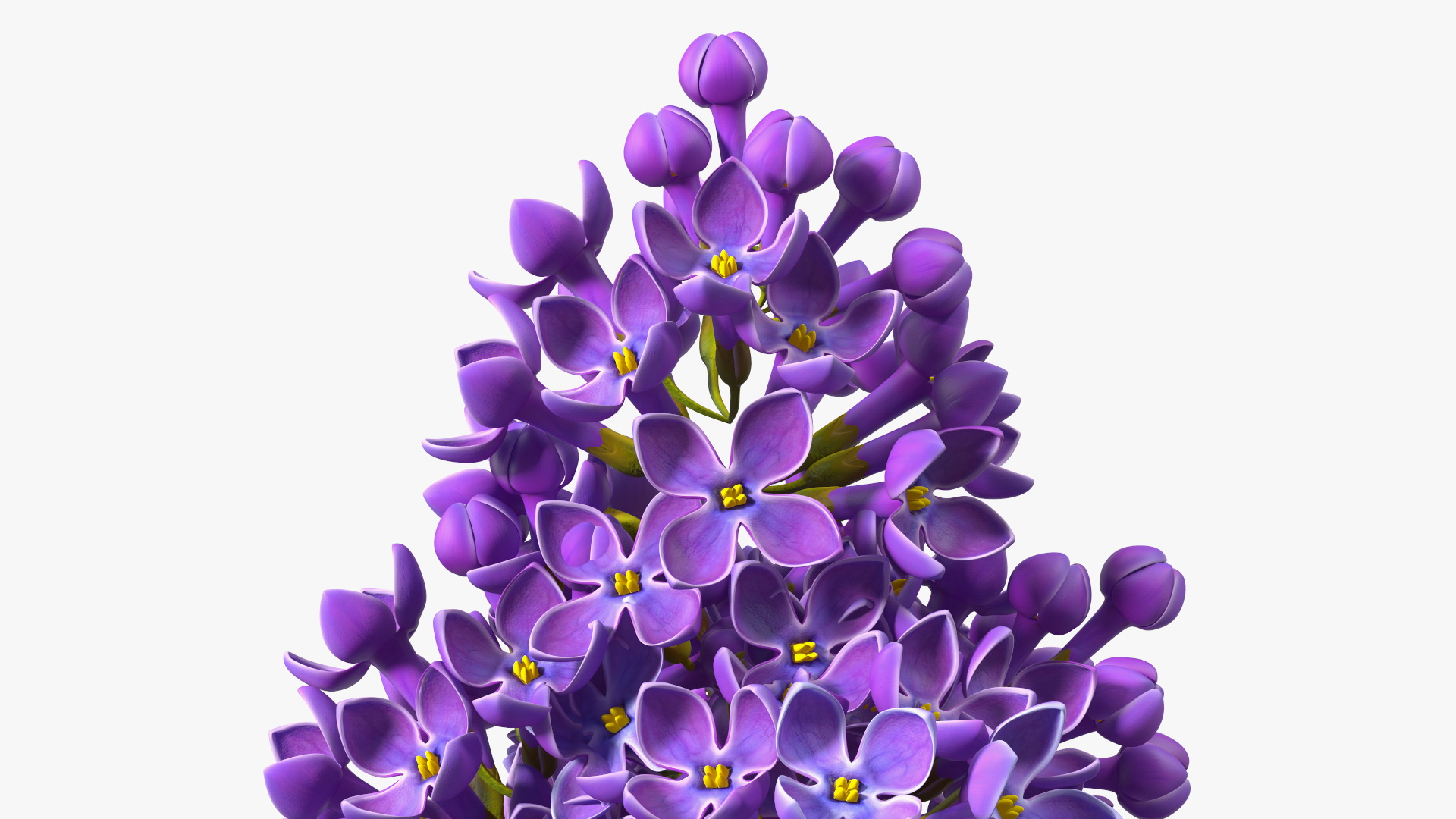 3D model Lilac Syringa Branch