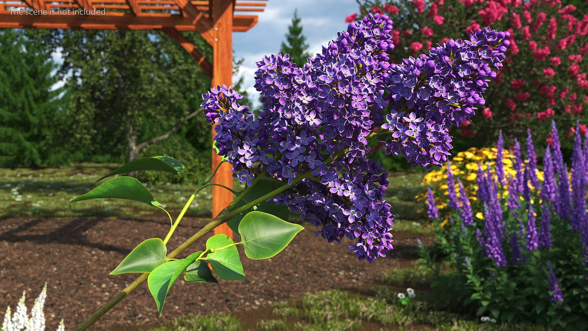 3D model Lilac Syringa Branch