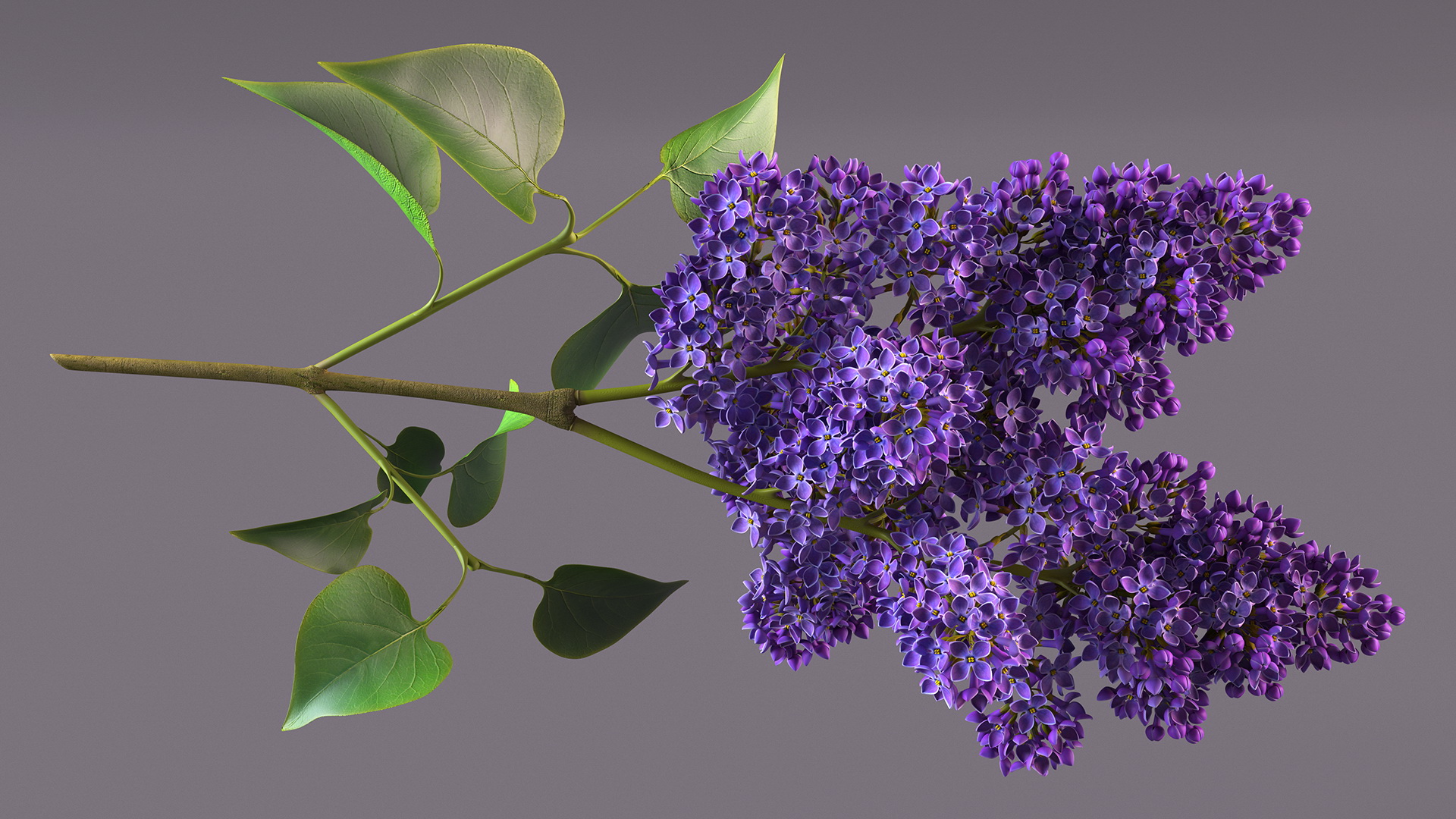 3D model Lilac Syringa Branch
