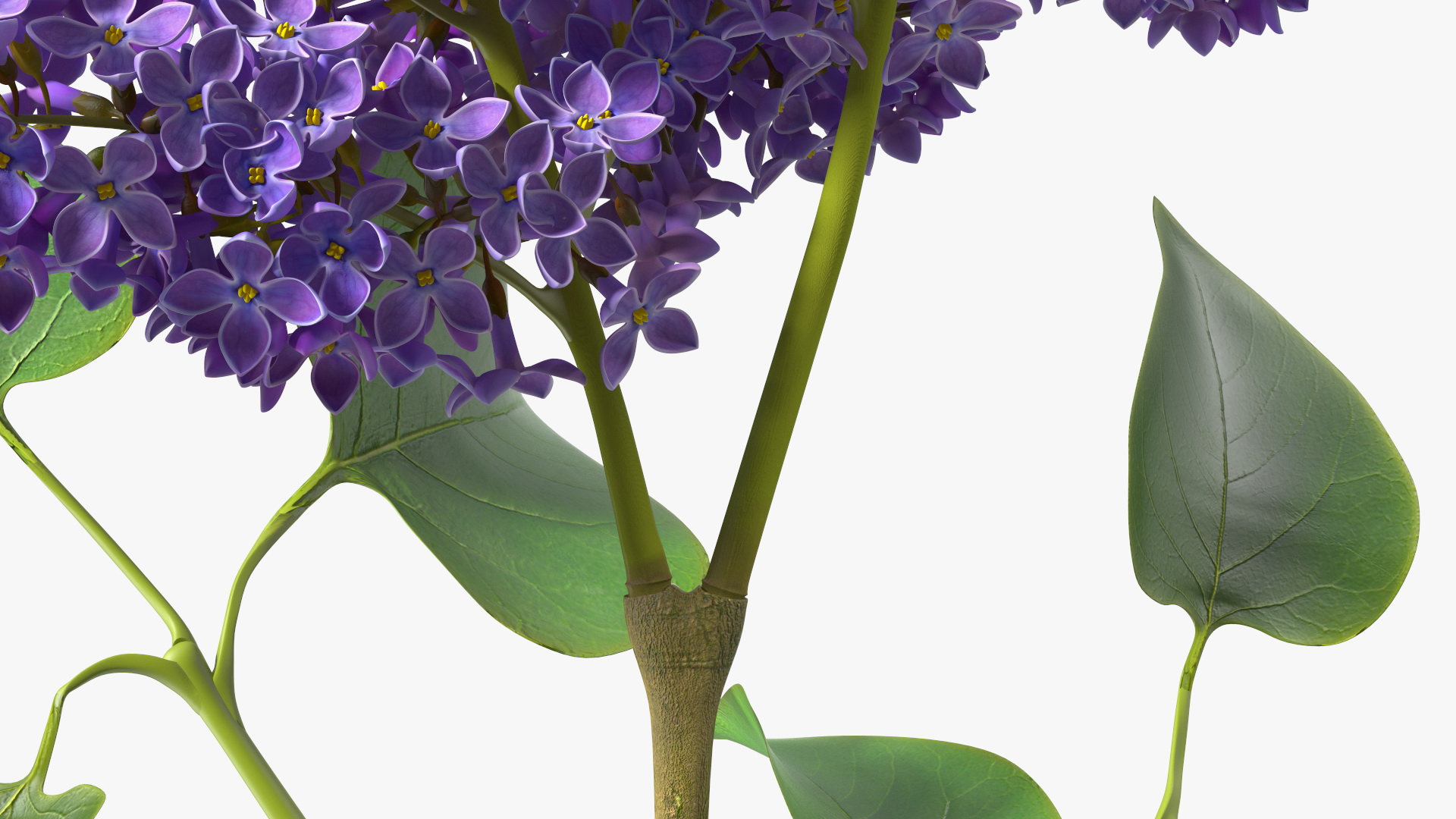 3D model Lilac Syringa Branch