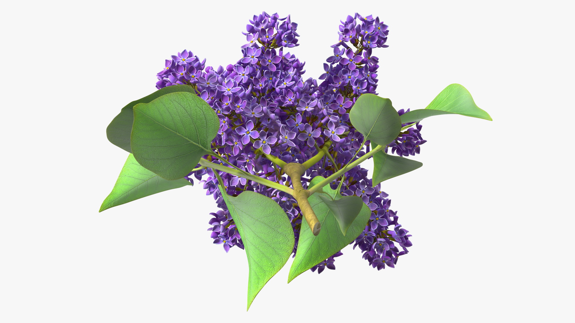 3D model Lilac Syringa Branch