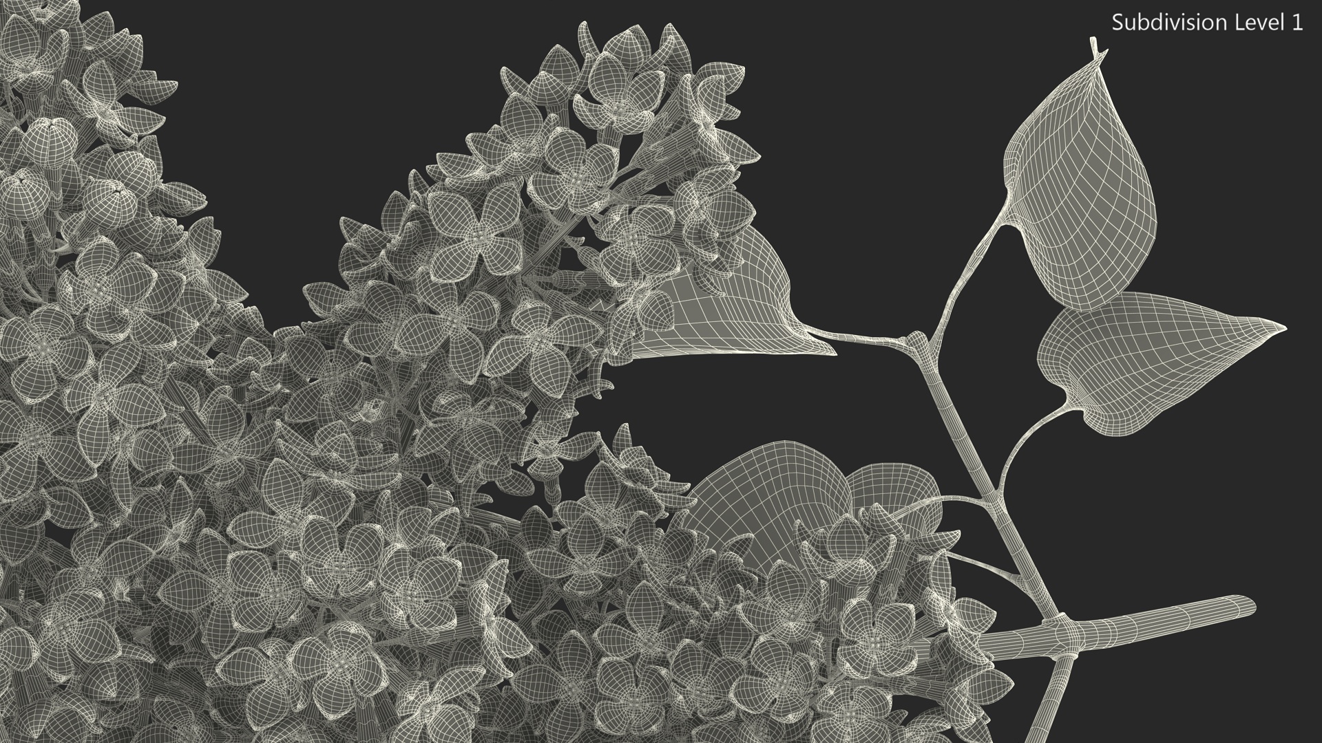 3D model Lilac Syringa Branch