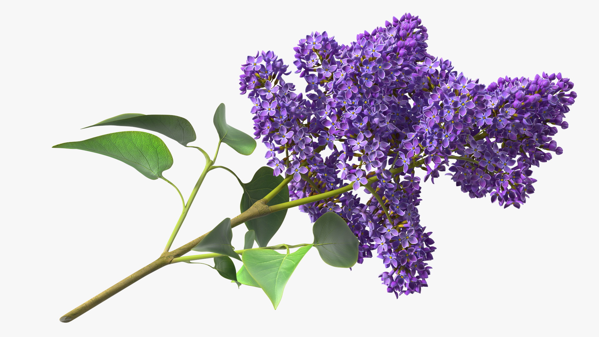 3D model Lilac Syringa Branch