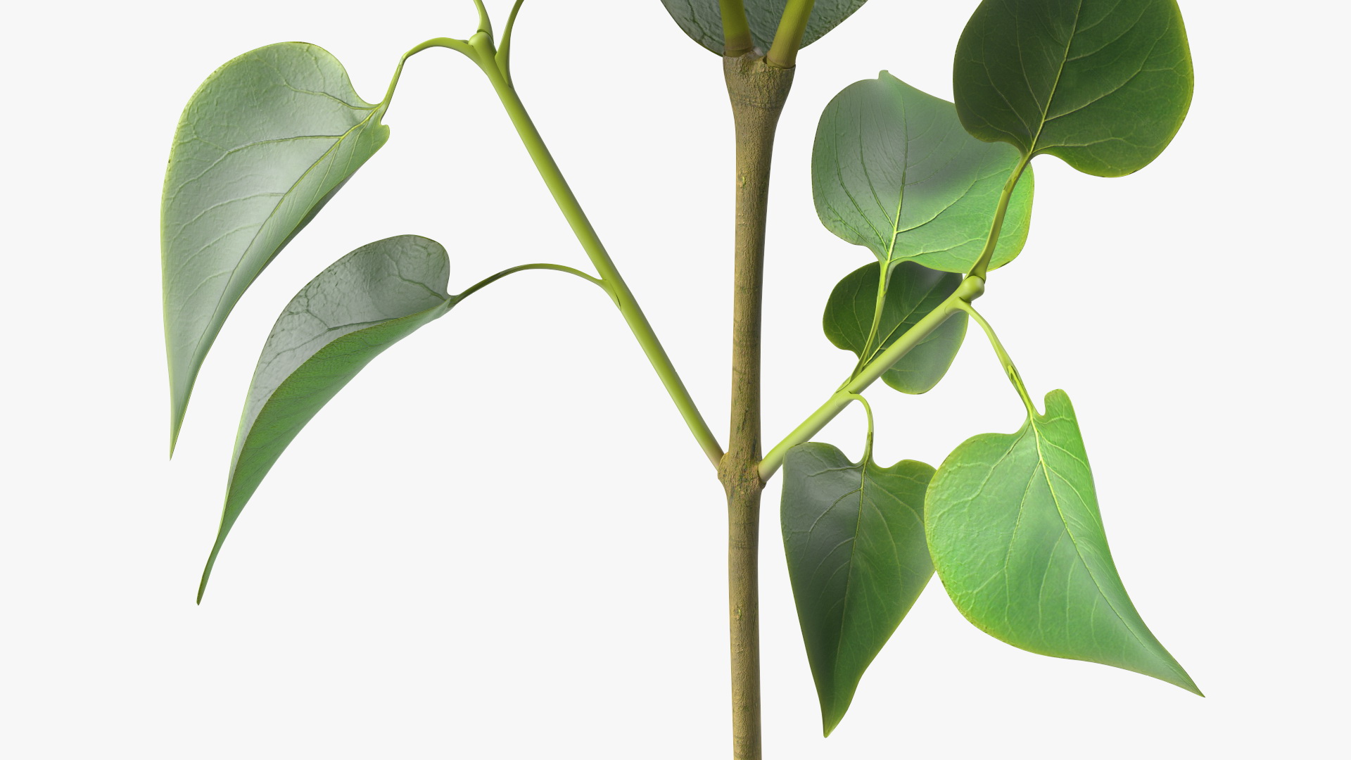 3D model Lilac Syringa Branch