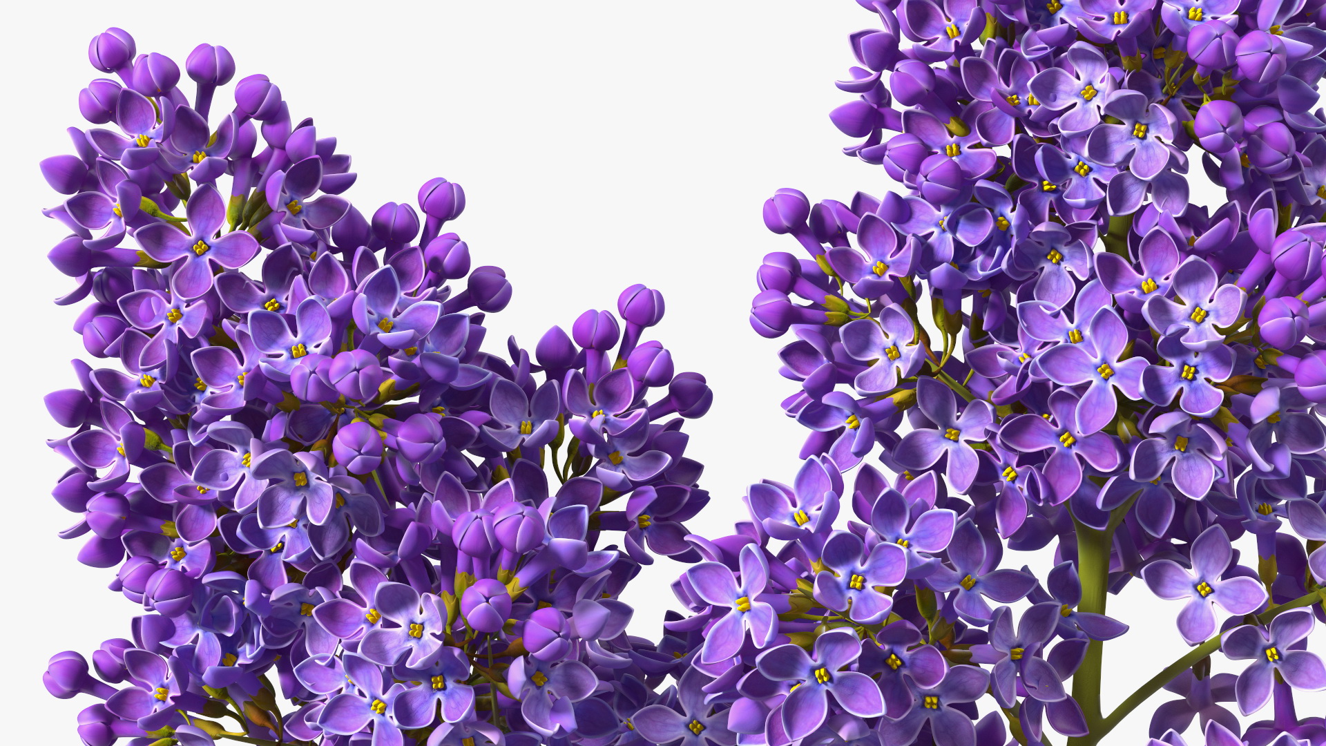 3D model Lilac Syringa Branch