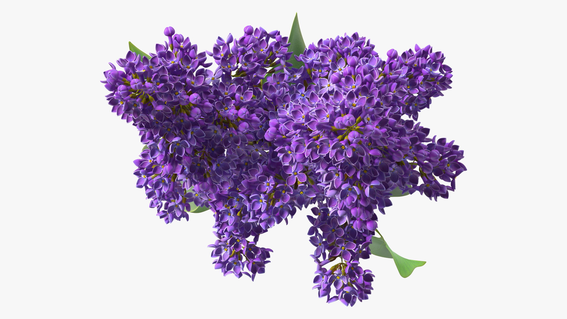 3D model Lilac Syringa Branch