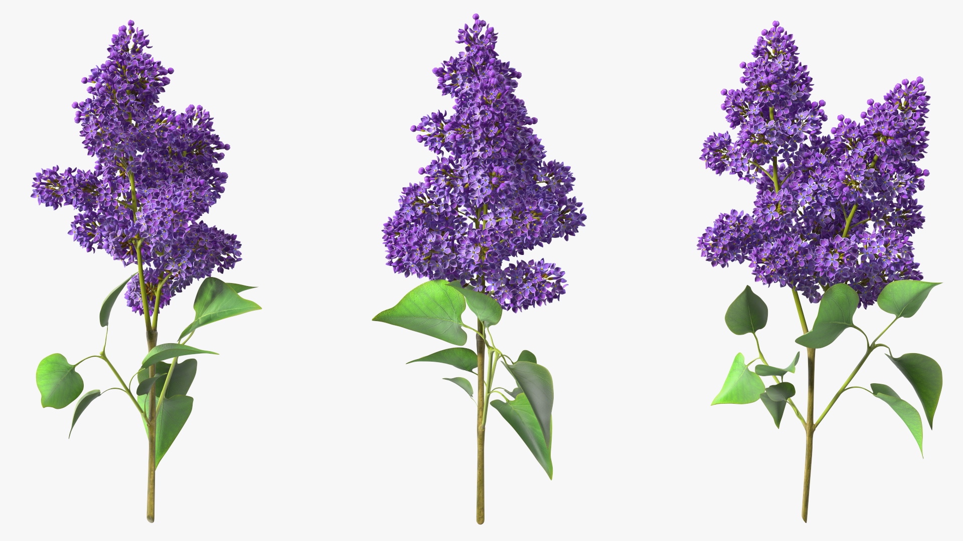 3D model Lilac Syringa Branch
