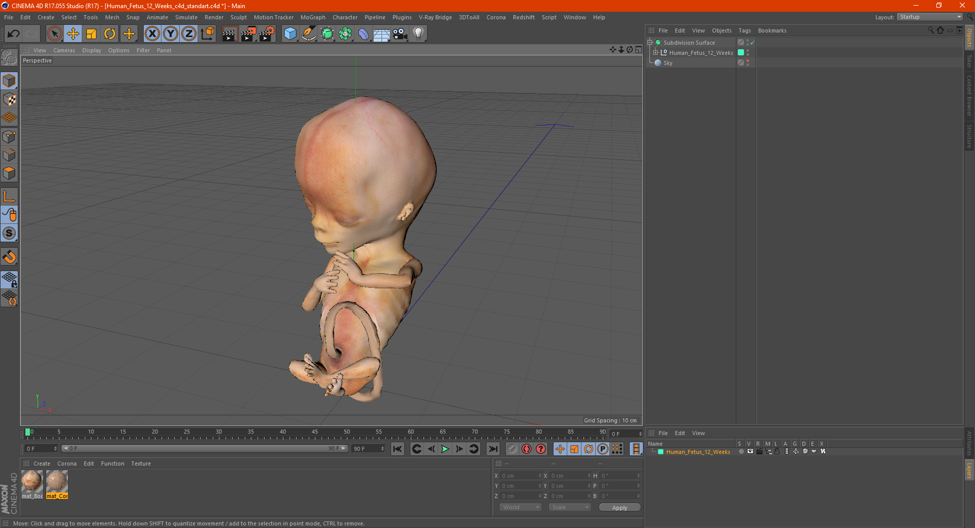3D model Human Fetus 12 Weeks