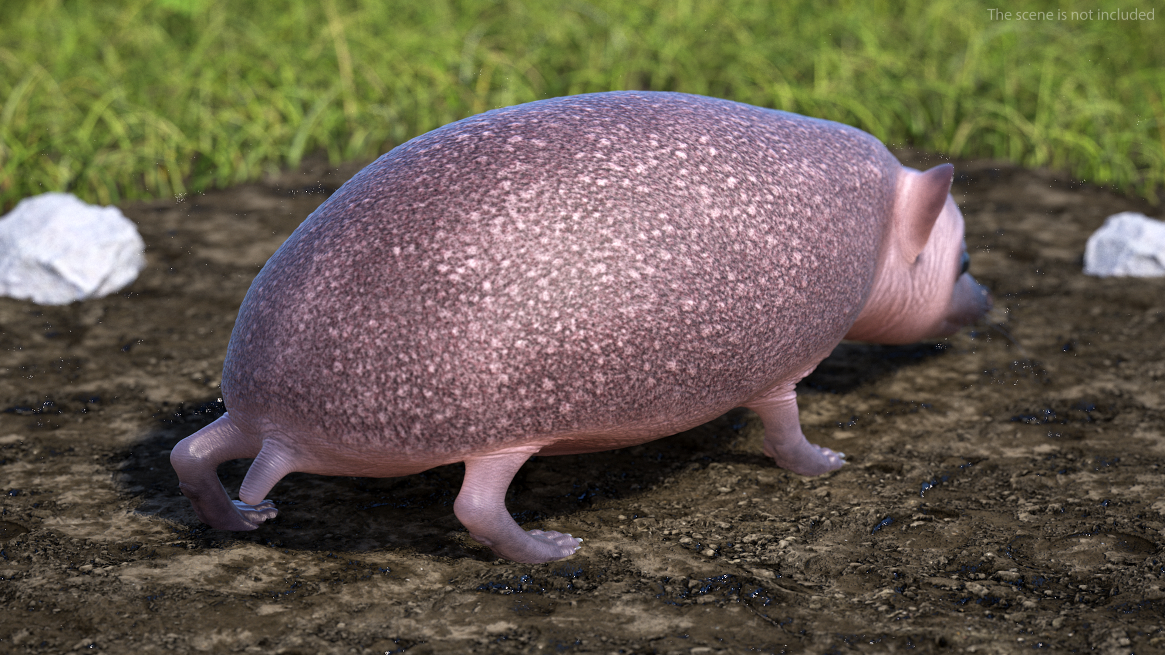 3D Walk Bald Hedgehog model