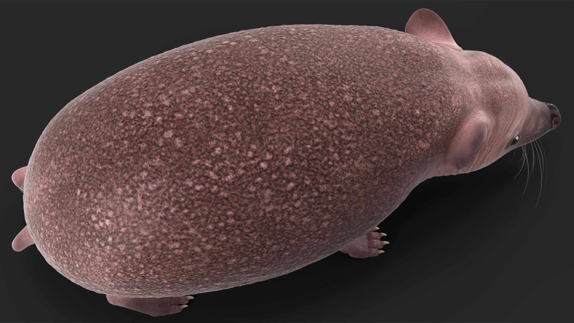 3D Walk Bald Hedgehog model