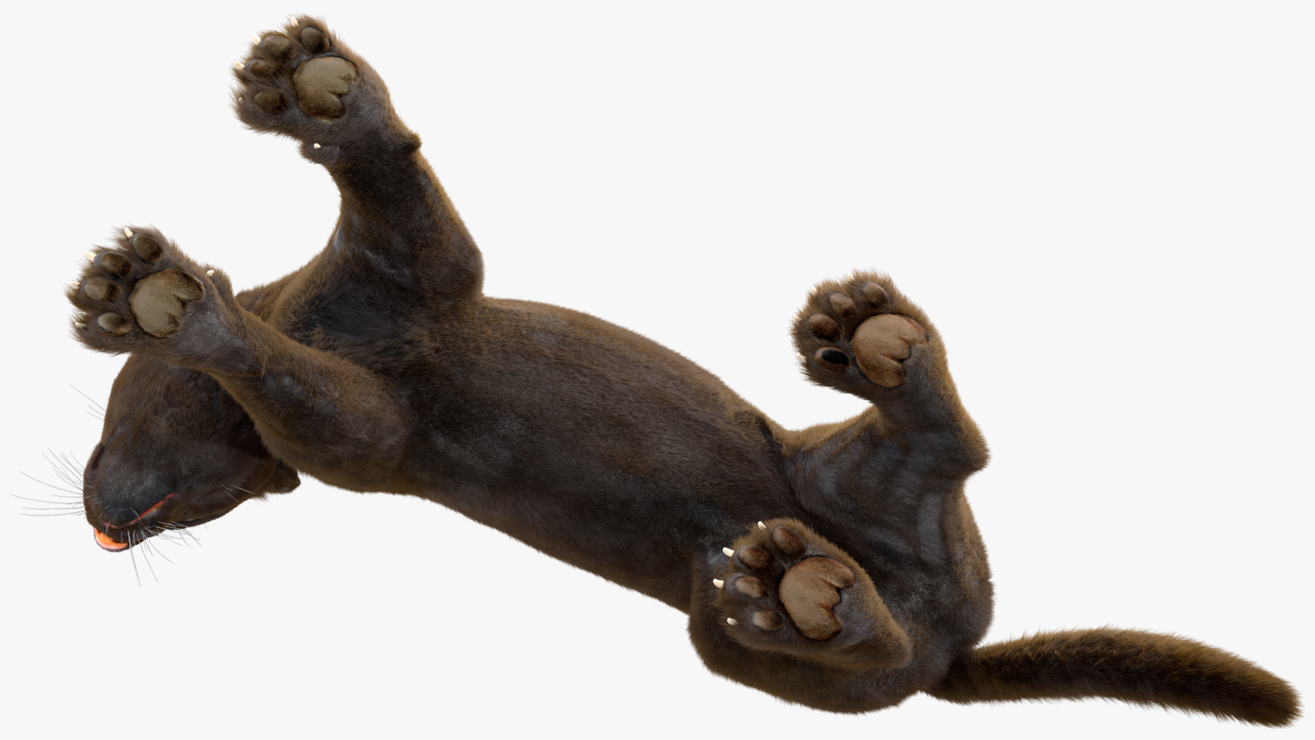 3D Black Panther Stand Pose Fur model
