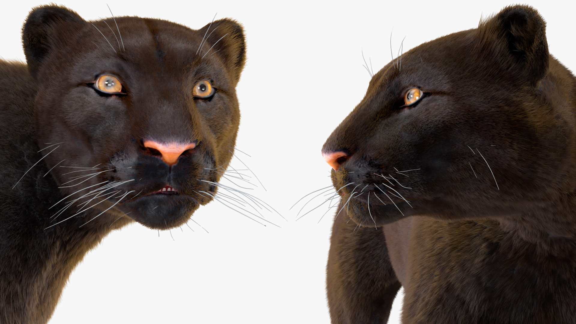 3D Black Panther Stand Pose Fur model
