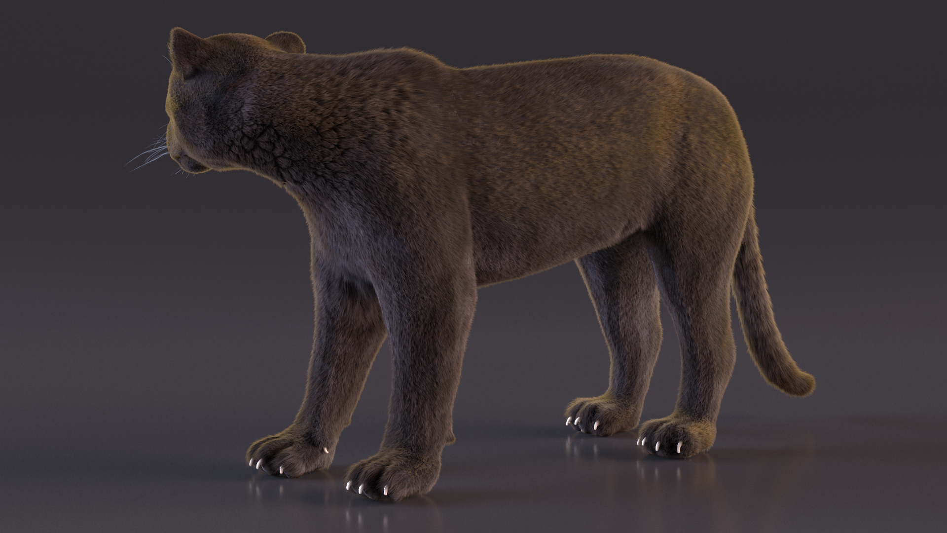 3D Black Panther Stand Pose Fur model