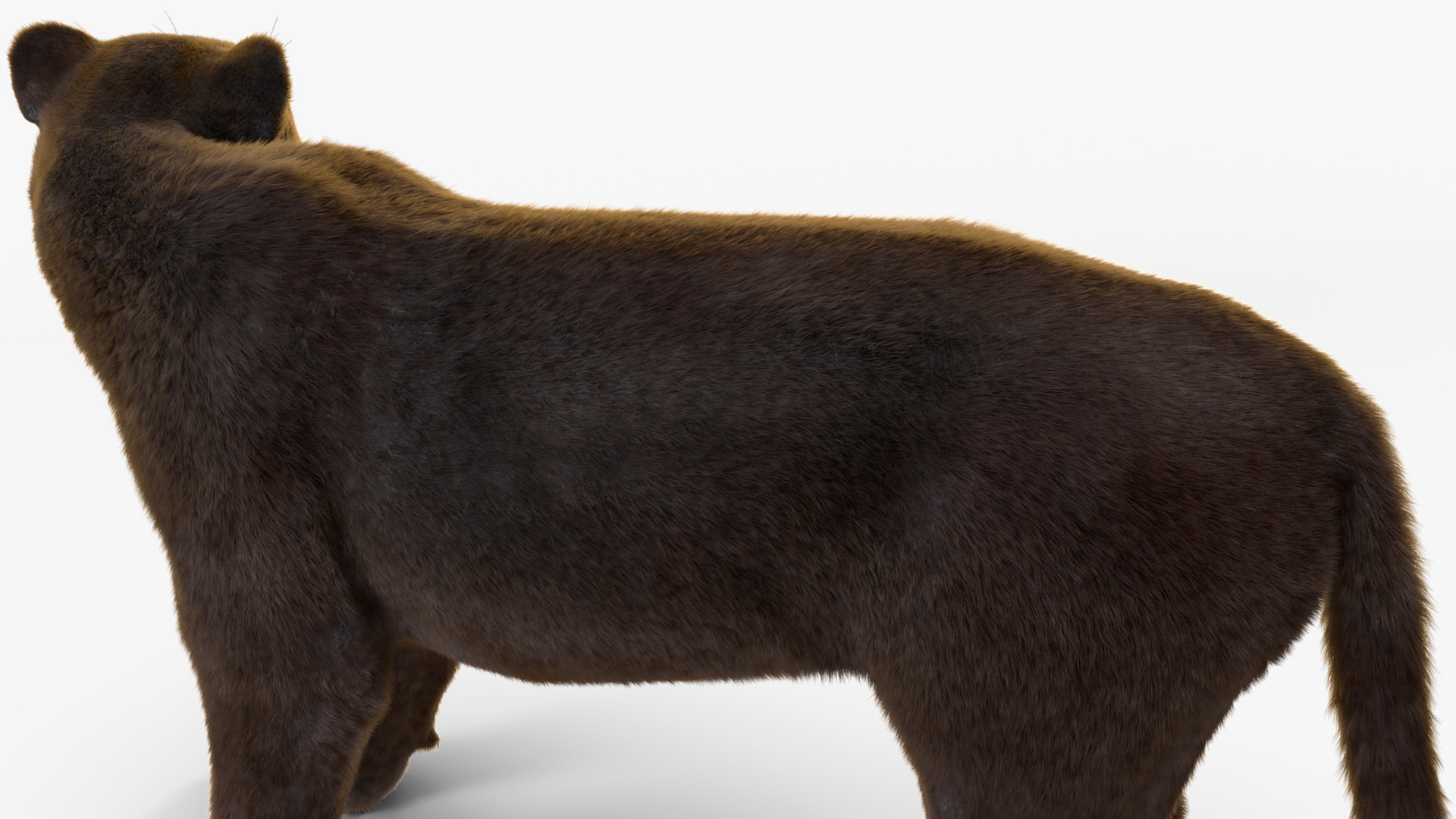 3D Black Panther Stand Pose Fur model