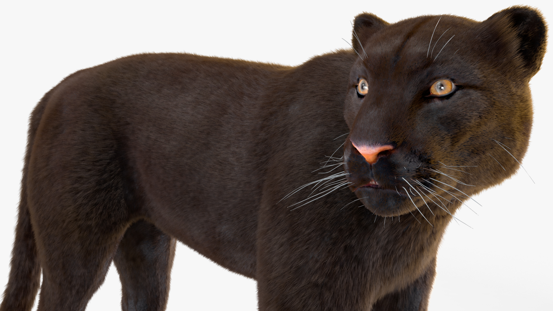 3D Black Panther Stand Pose Fur model