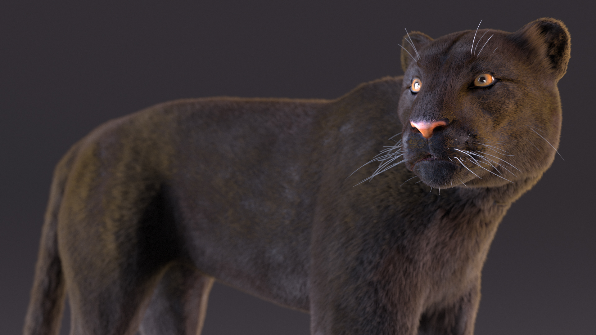 3D Black Panther Stand Pose Fur model