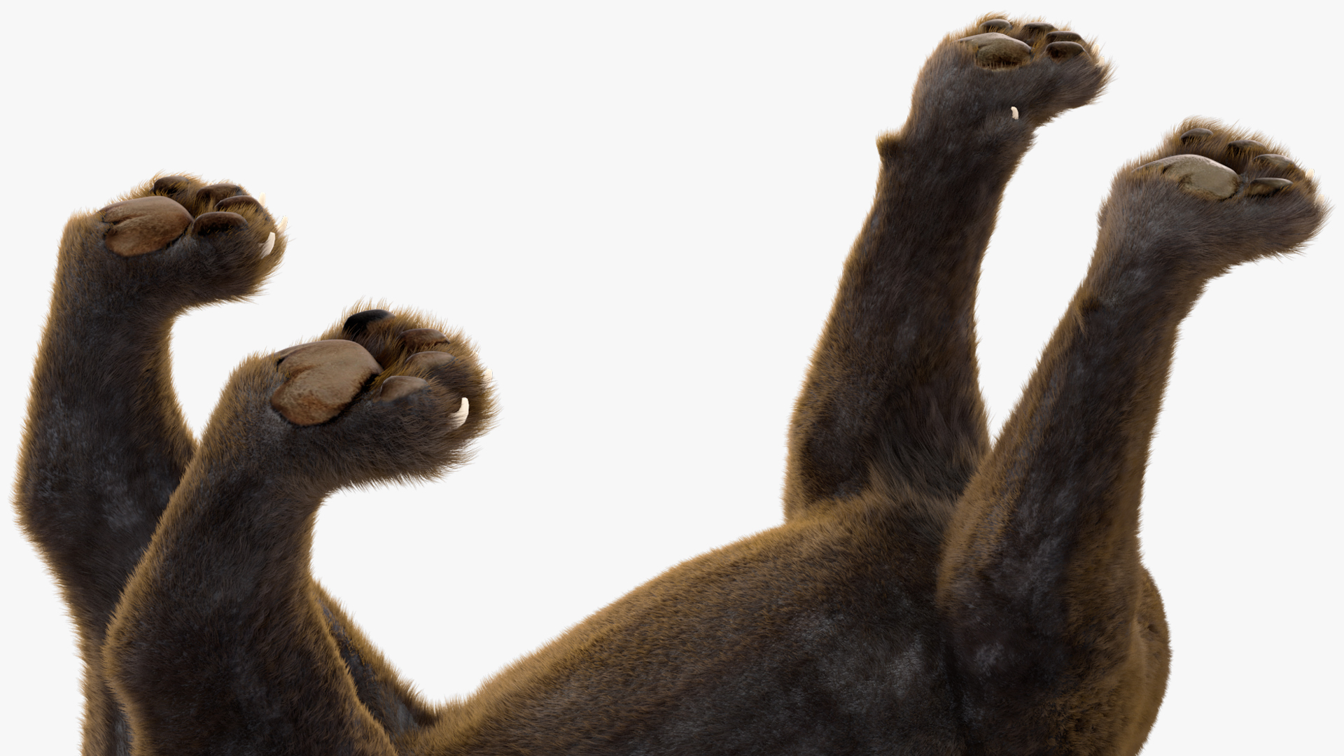 3D Black Panther Stand Pose Fur model