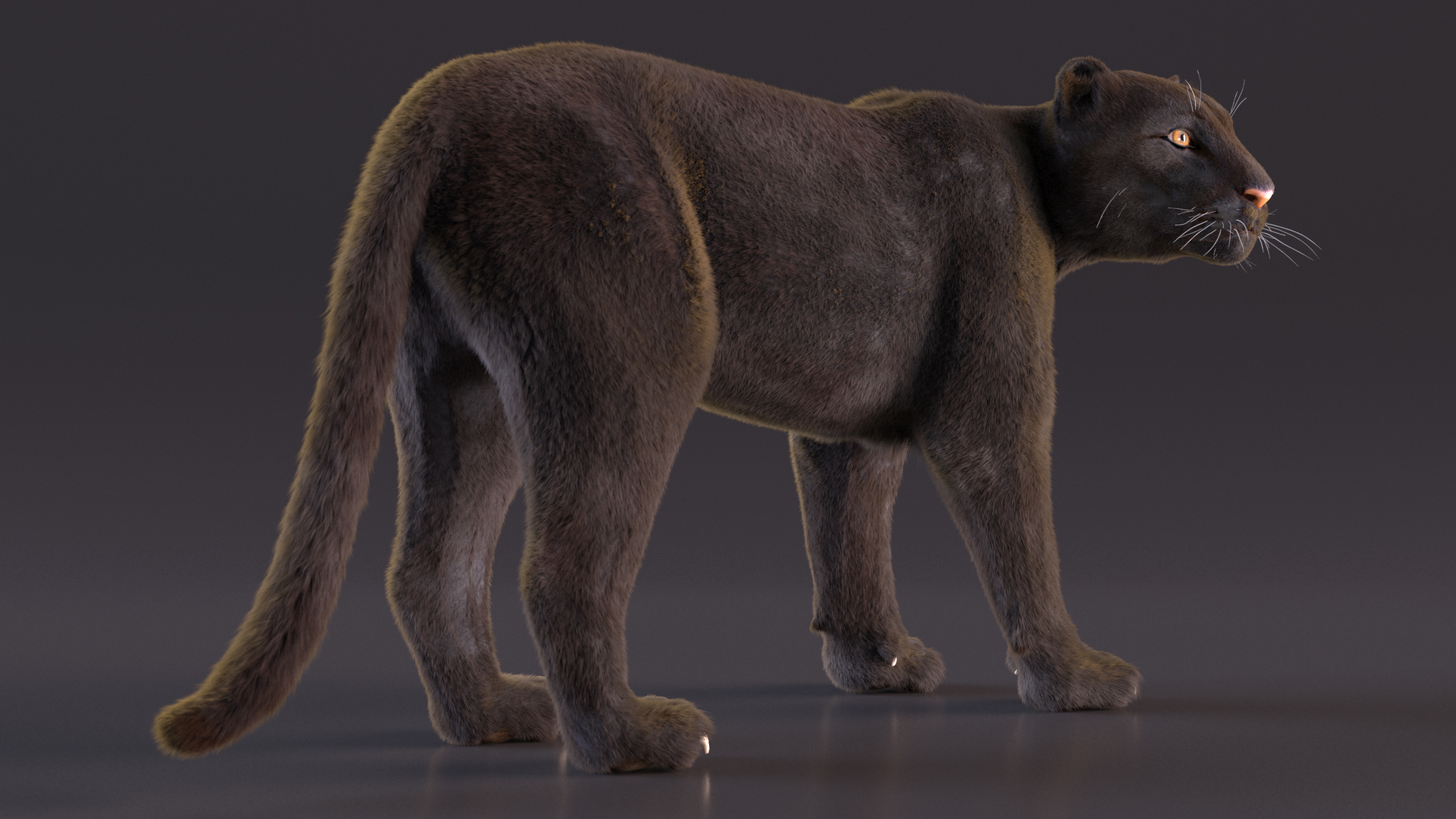 3D Black Panther Stand Pose Fur model