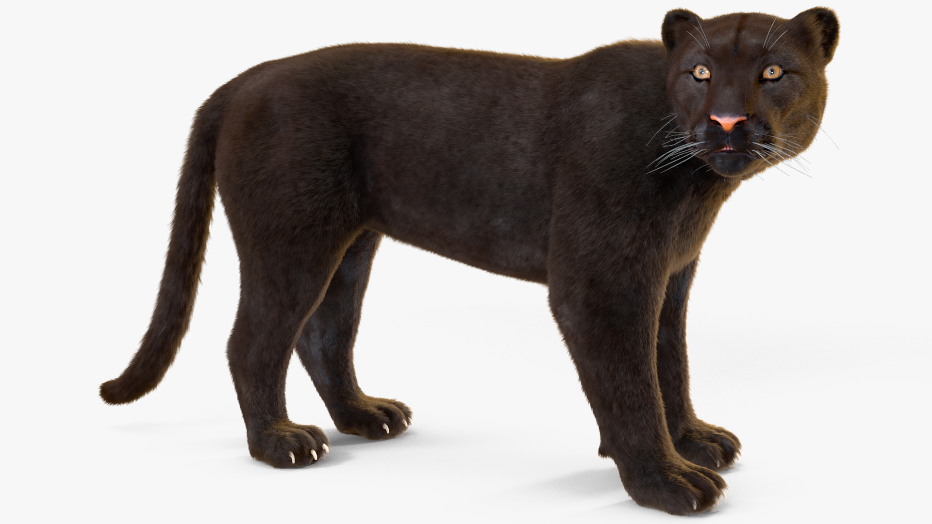 3D Black Panther Stand Pose Fur model