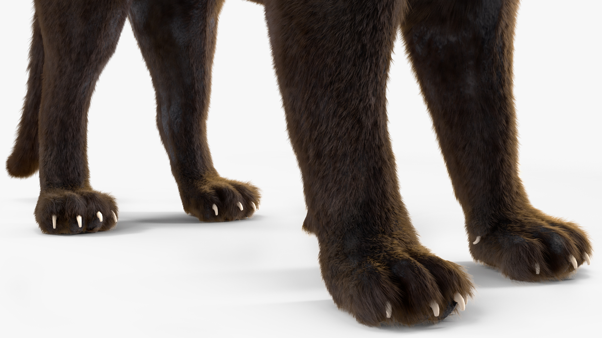 3D Black Panther Stand Pose Fur model