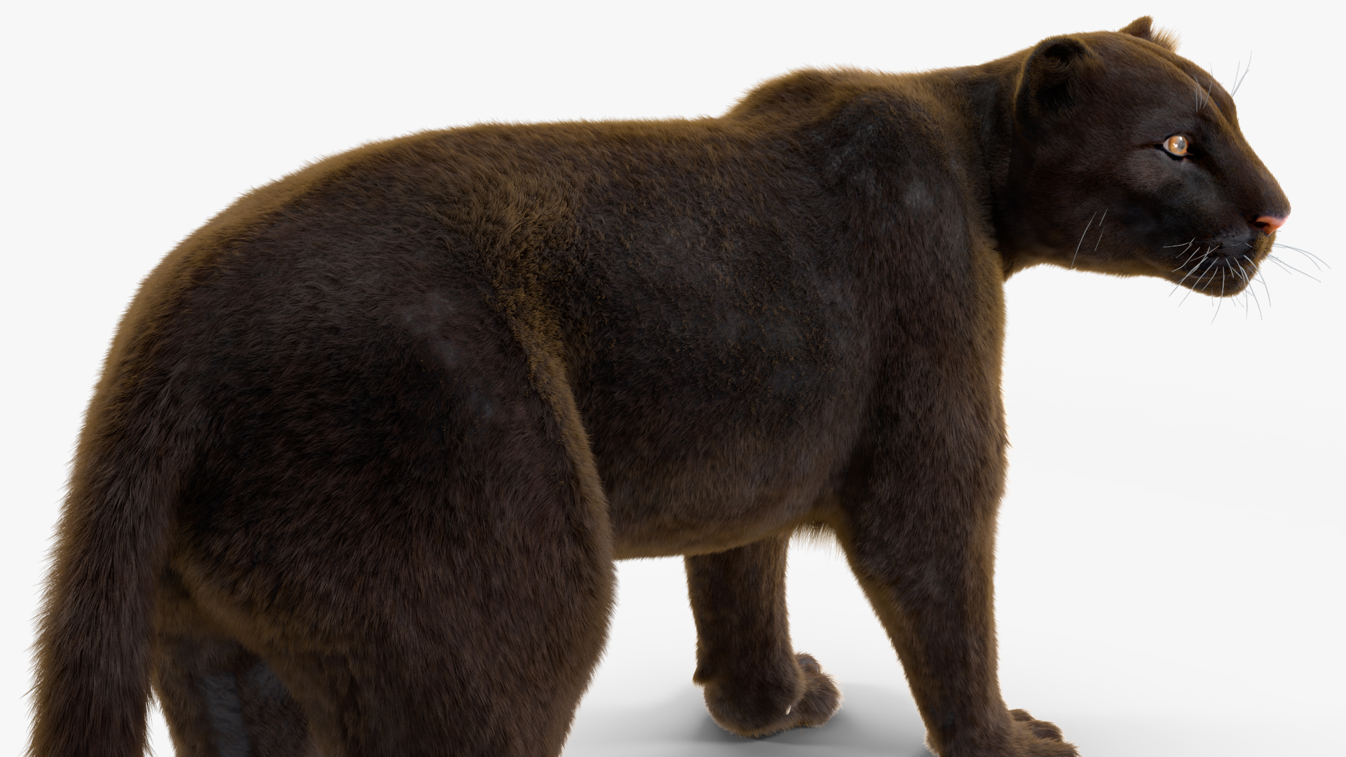 3D Black Panther Stand Pose Fur model