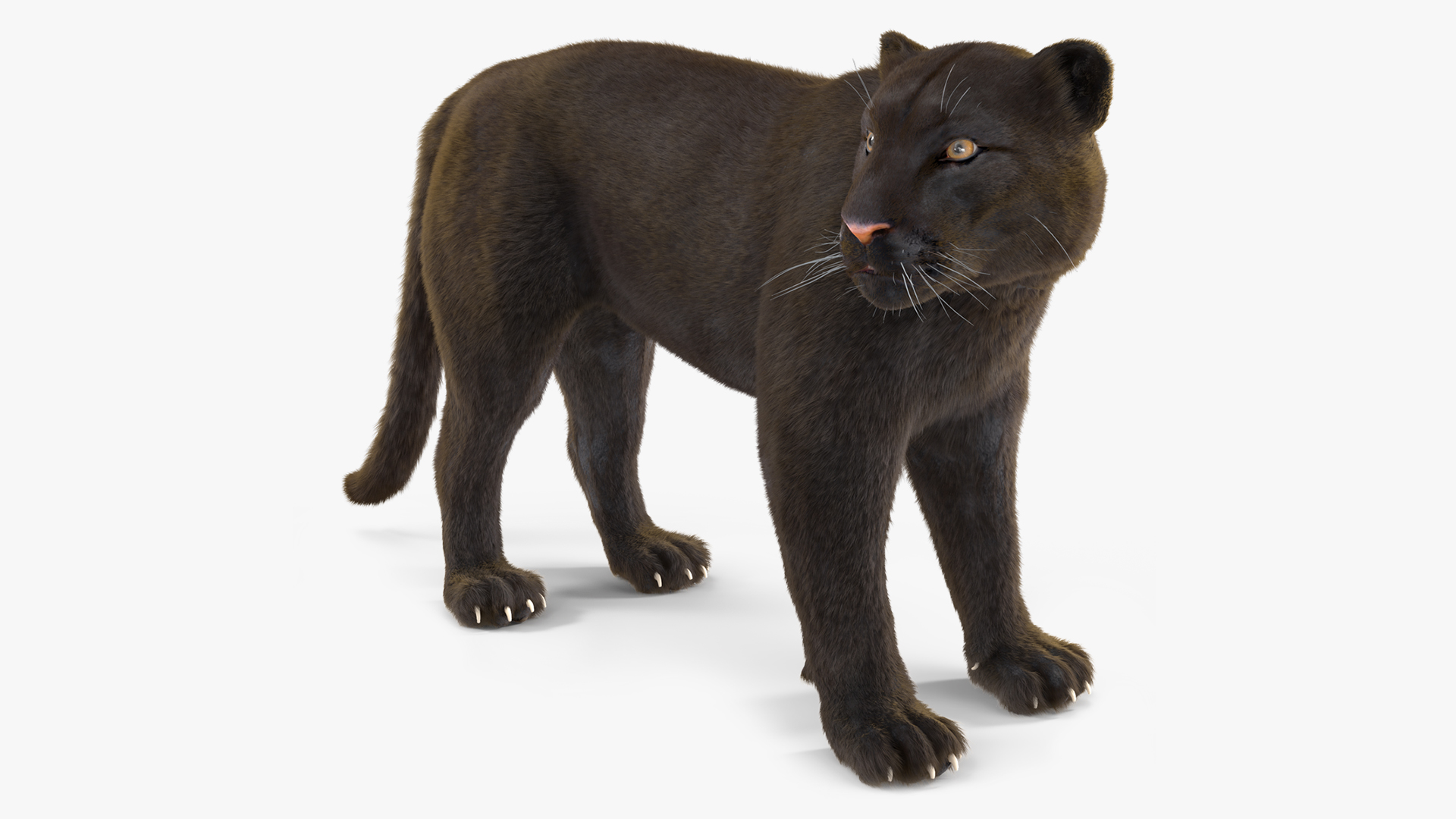 3D Black Panther Stand Pose Fur model