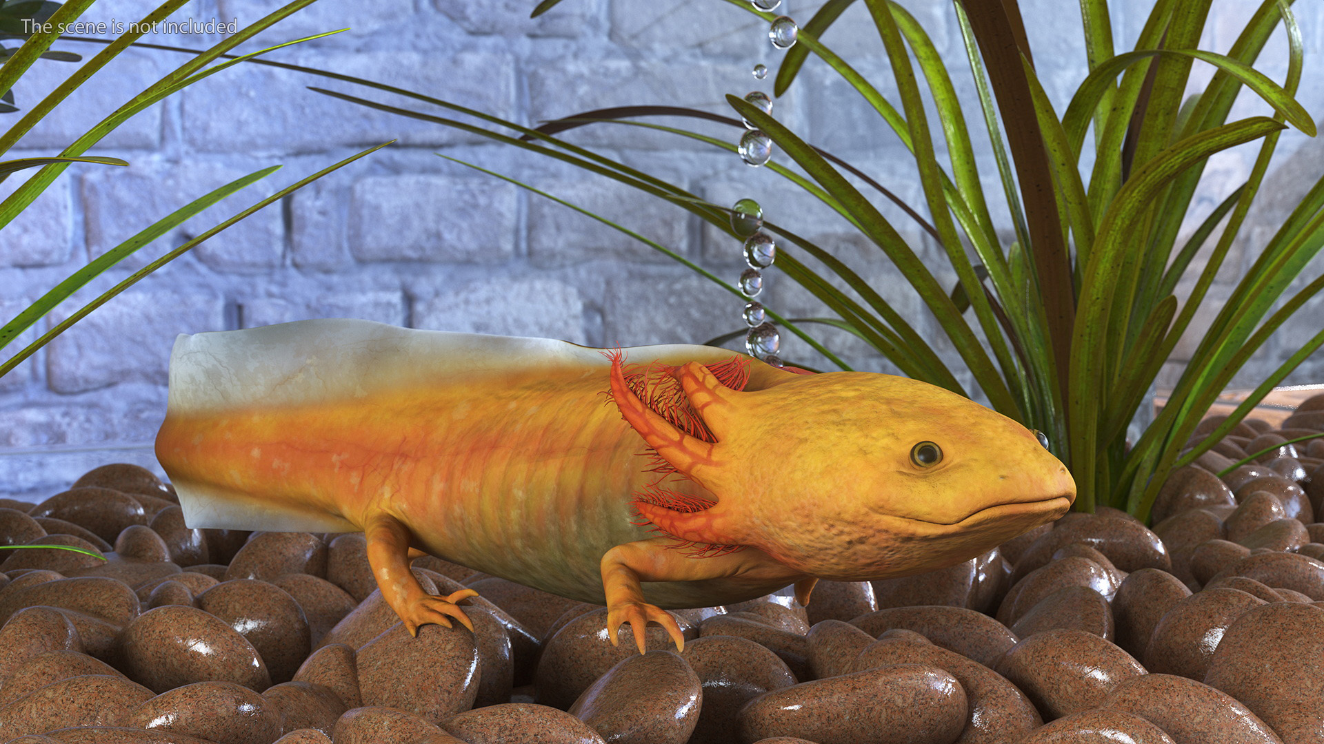 3D model Gold Albino Axolotl Rigged for Maya